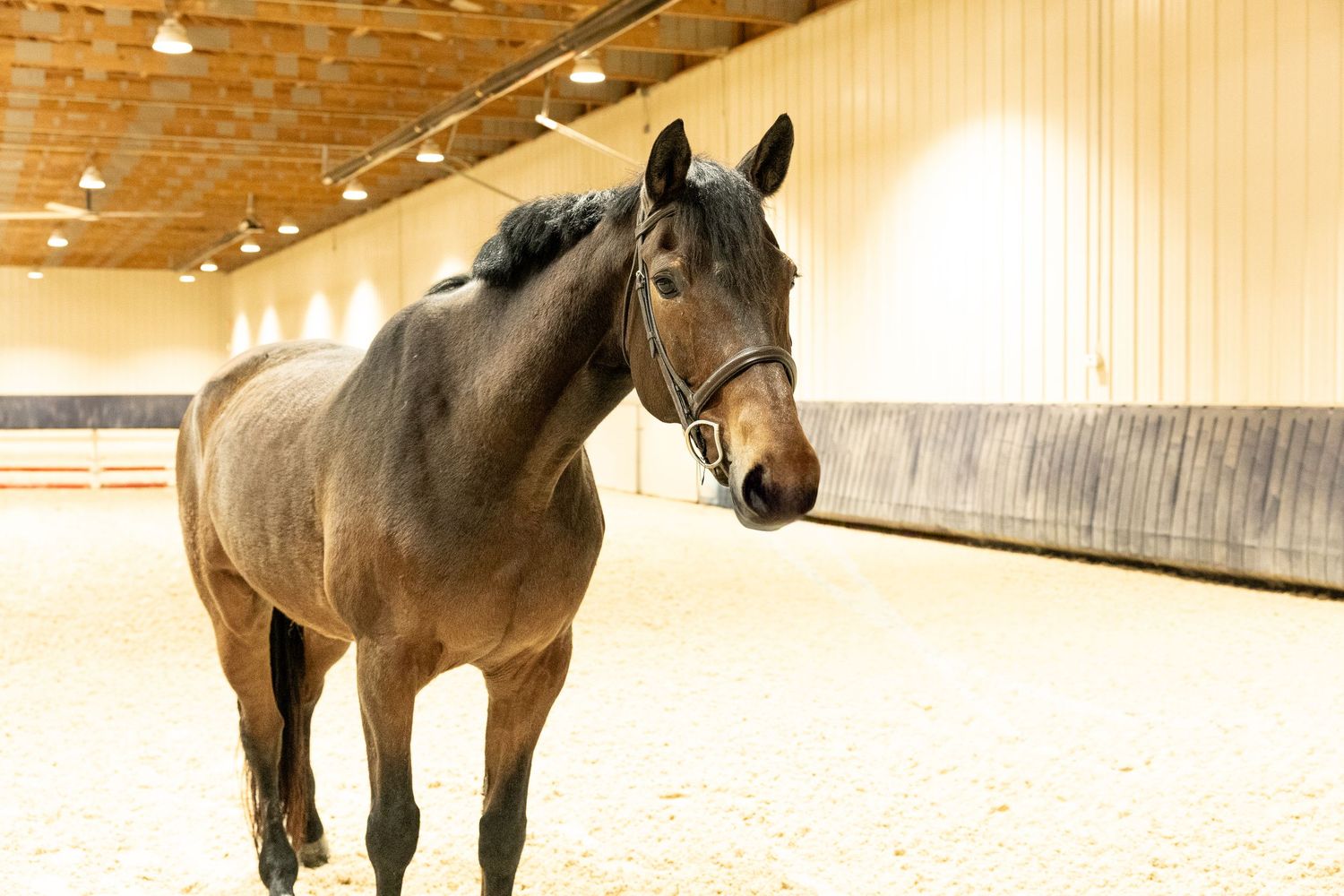 Equine Photography