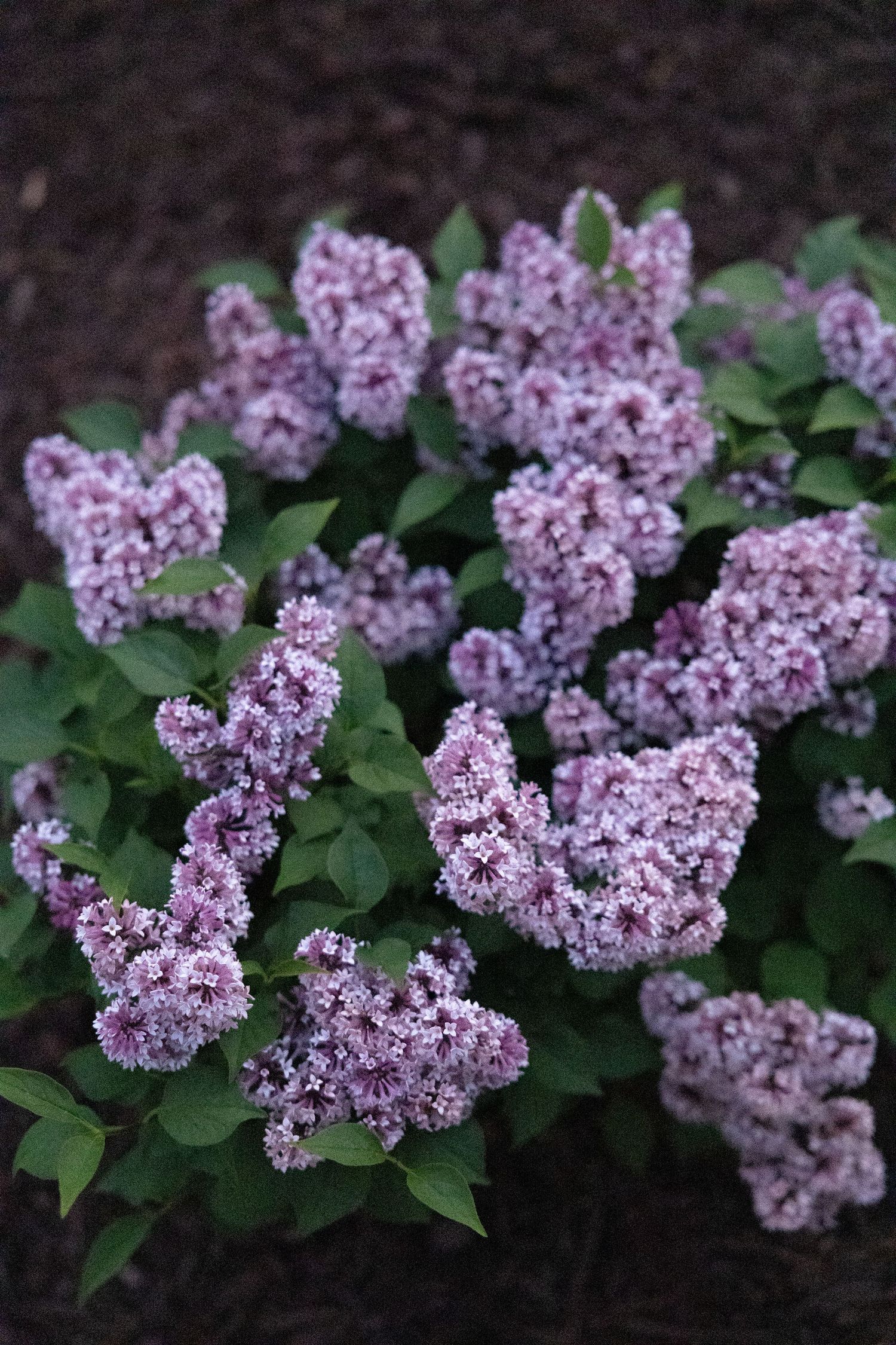 Blooming purple lilac flowers with dense clusters of tiny blossoms against dark green foliage in a garden setting.