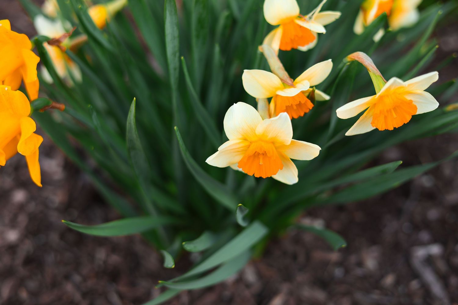Vibrant orange and yellow daffodils blooming in a garden with green stems.
