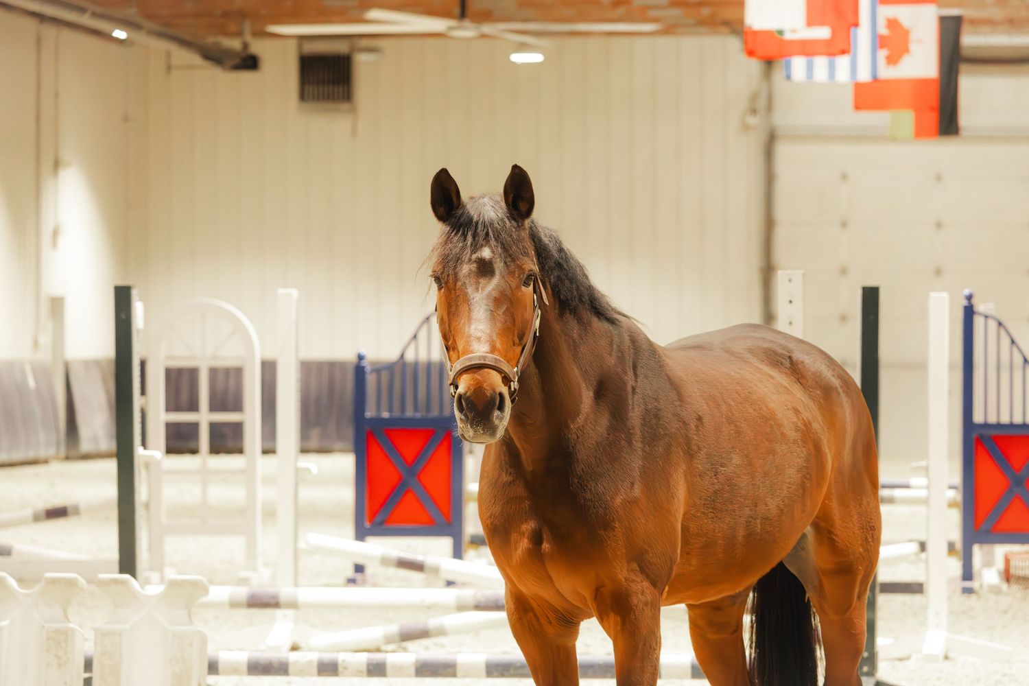 Equine Photography
