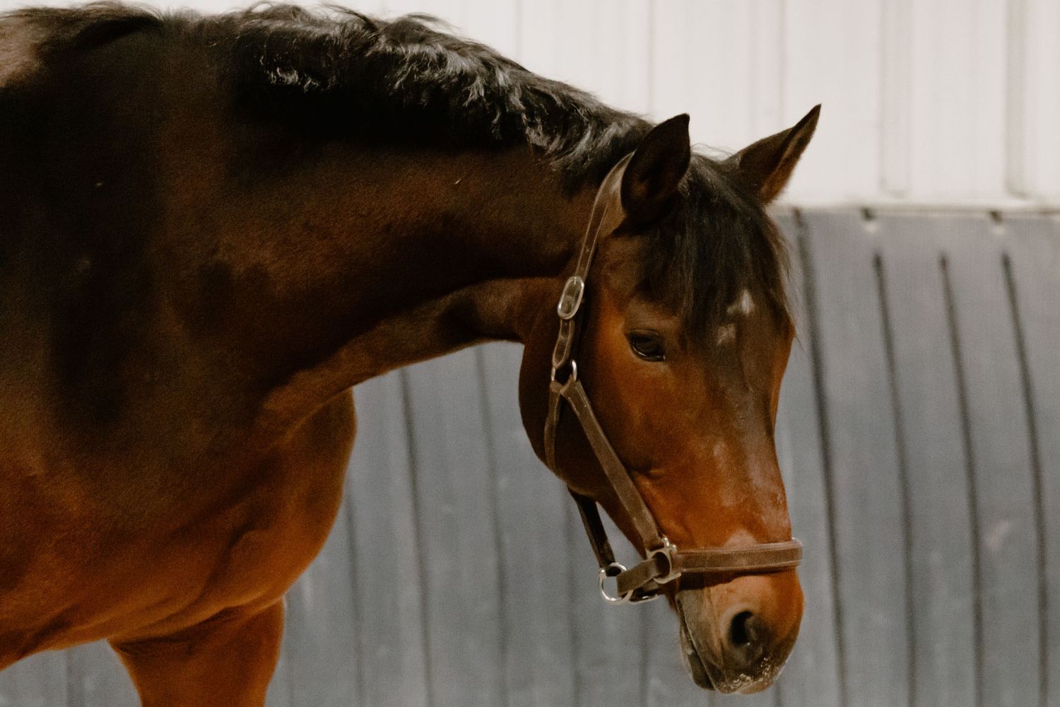 Equine Photography