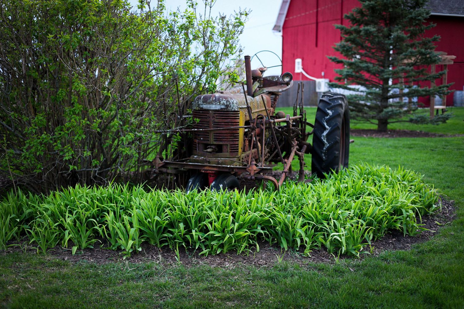 Garden bed with emerging spring plants next to red barn and farm equipment.