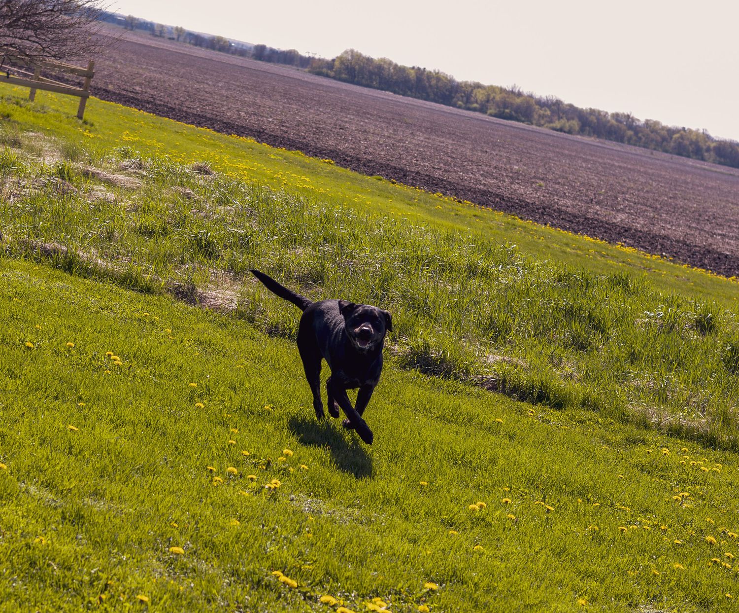 Family Dog Portraits