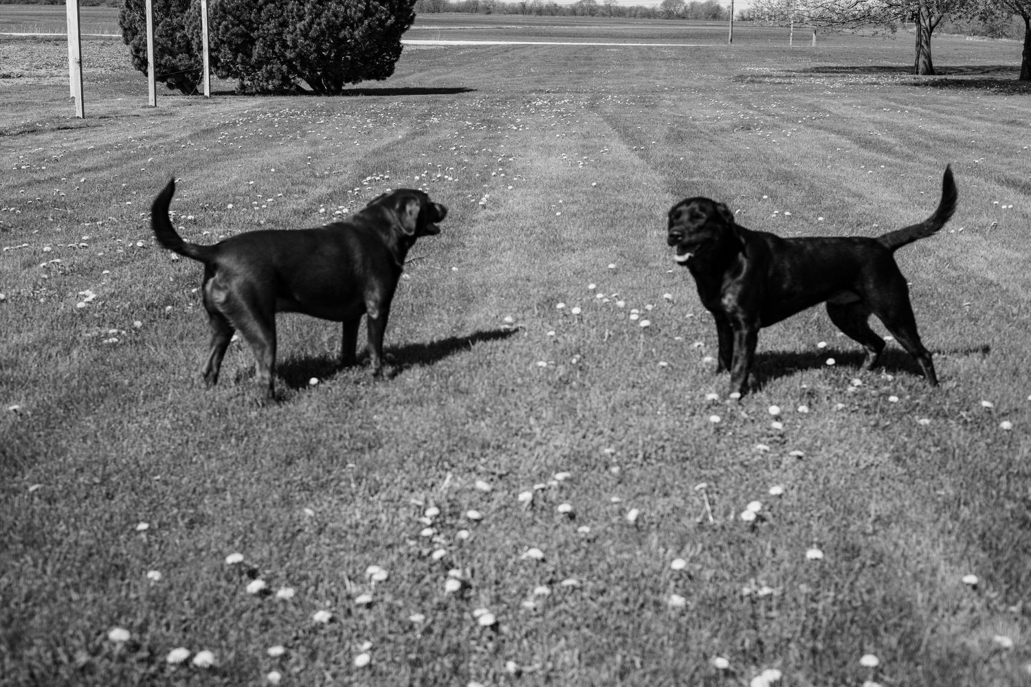 Family Dog Portraits