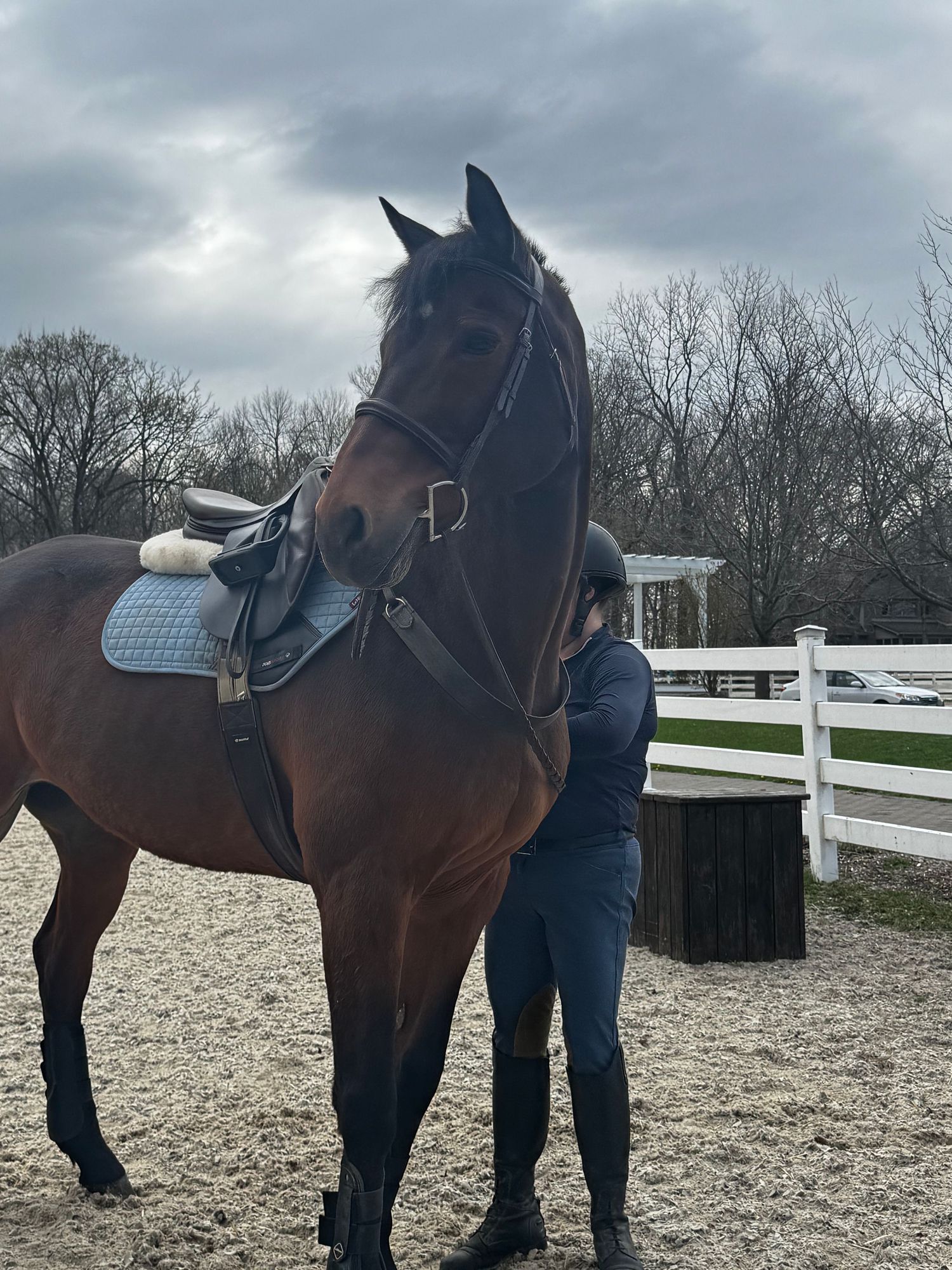 A majestic brown horse wearing riding gear stands in a paddock with white fencing and overcast sky.