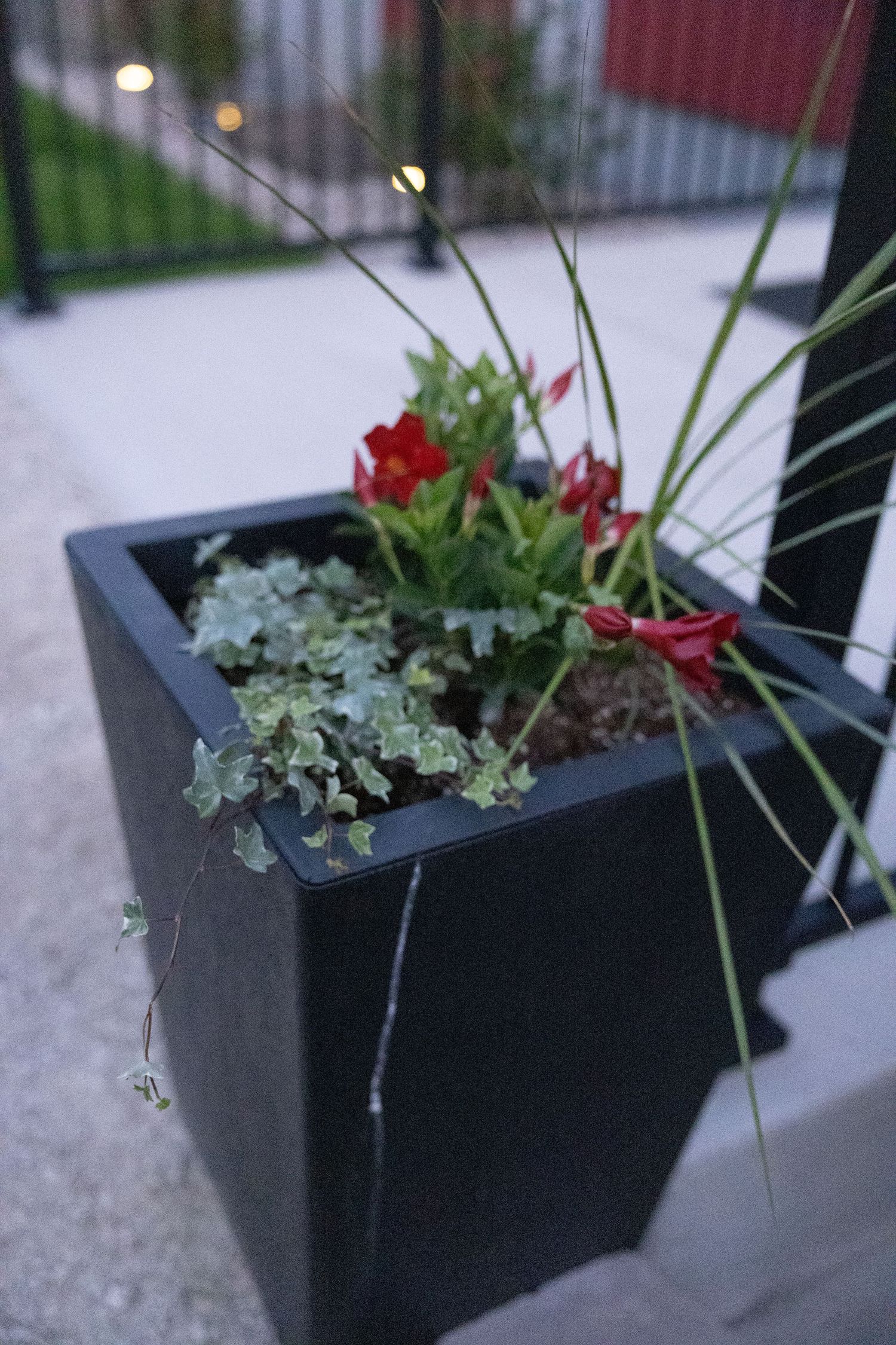 Red flowers and green foliage grow in a modern black planter pot on a paved outdoor surface.