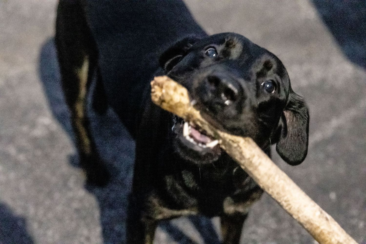 A black Labrador dog holds a large stick in its mouth while playing outdoors.