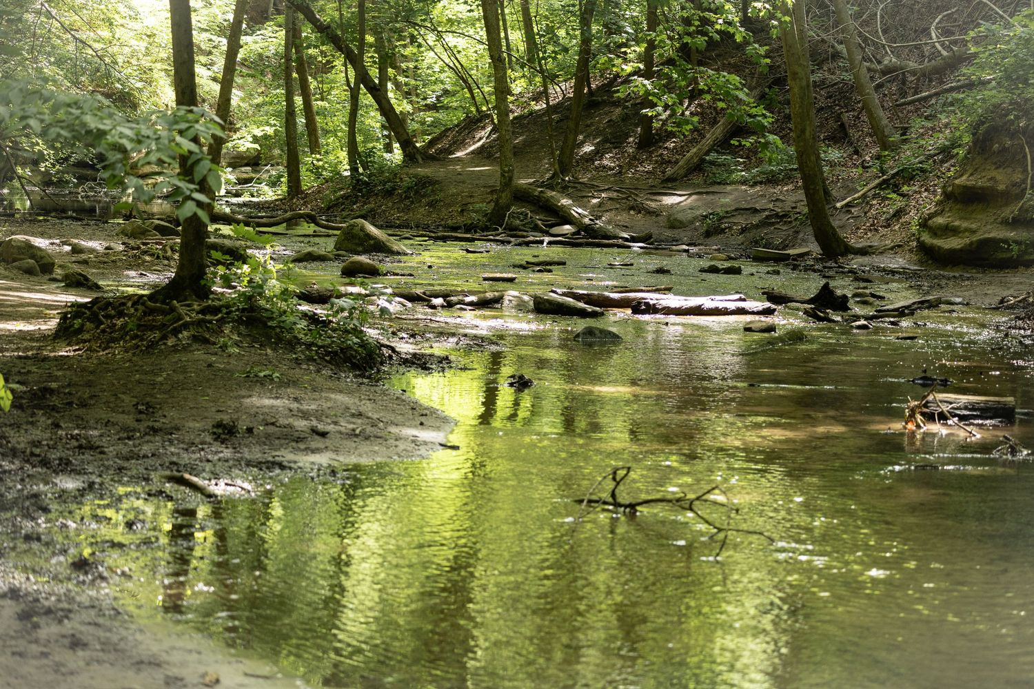 Sunlit forest stream reflects green foliage while flowing between mossy rocks and fallen branches in woodland setting.