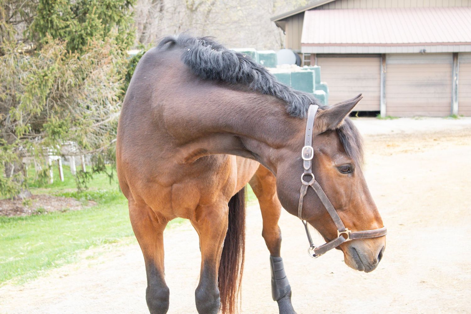 Equine Photography
