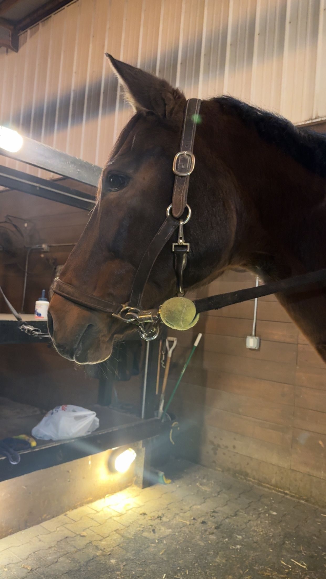 Close-up profile of a dark brown horse wearing bridle and halter in a dimly lit stable.