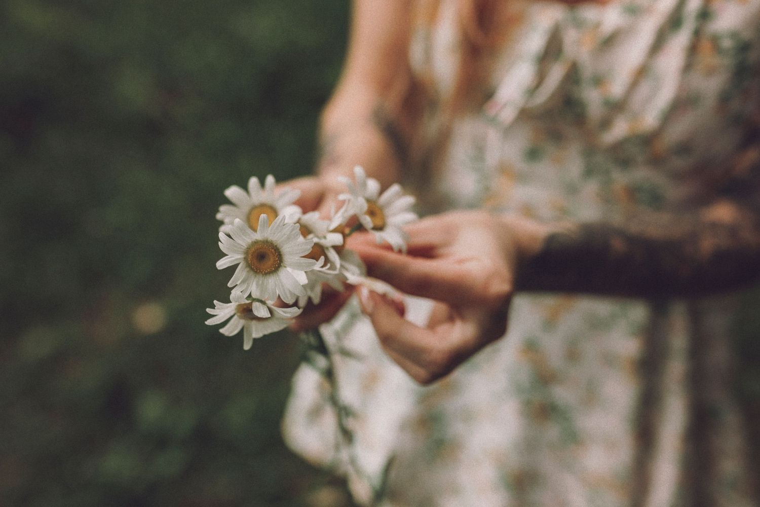 Someone in a floral dress holds a delicate bouquet of fresh white daisies in soft natural lighting.