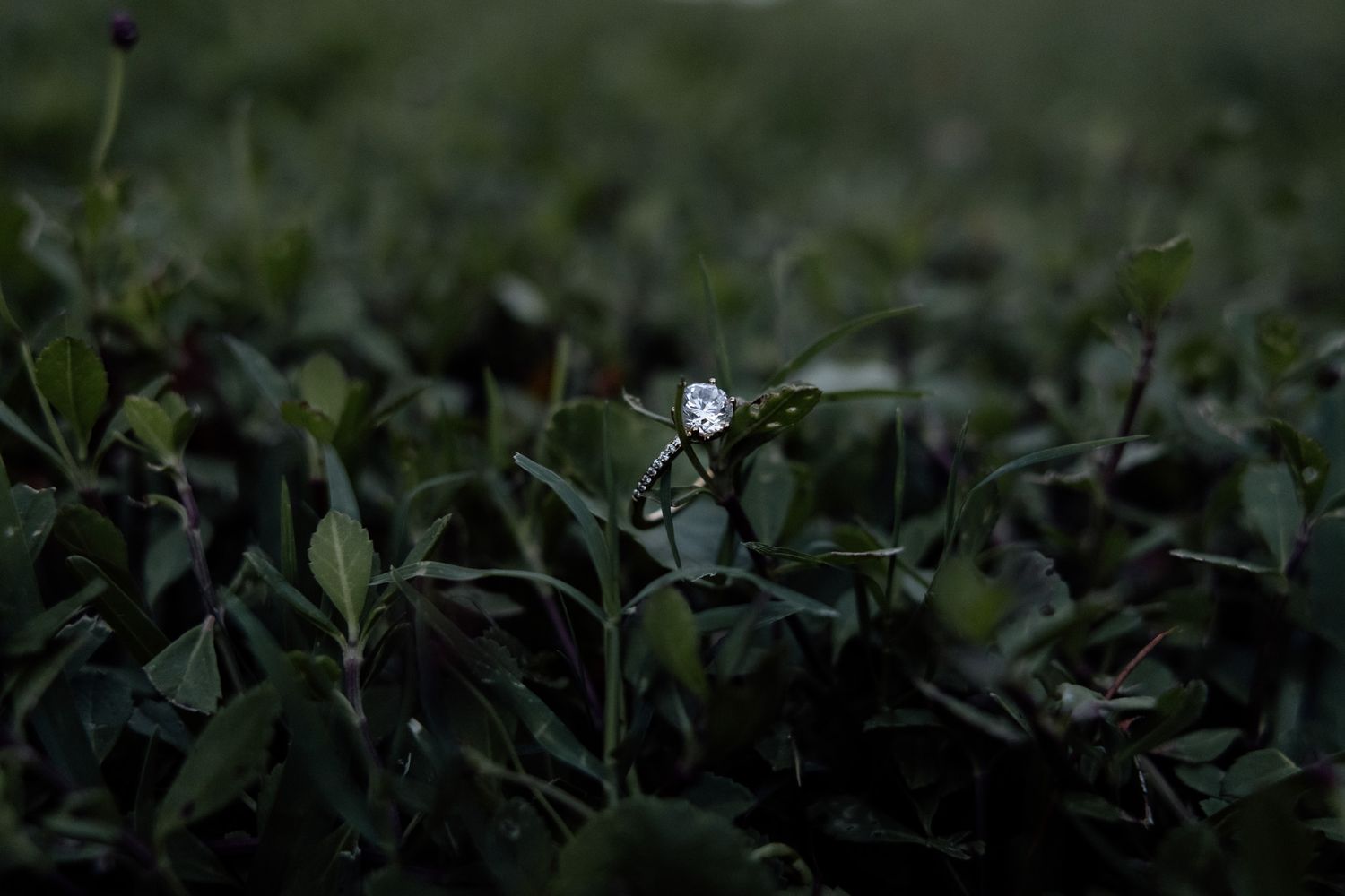 Diamond solitaire engagement ring standing upright among dark green foliage in dramatic low-light photography.