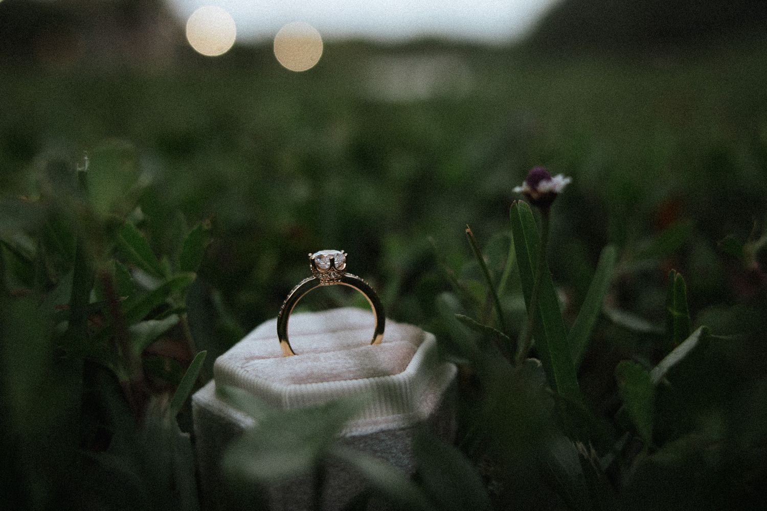 Solitaire diamond engagement ring in white ring box nestled among green plants with bokeh lights background.