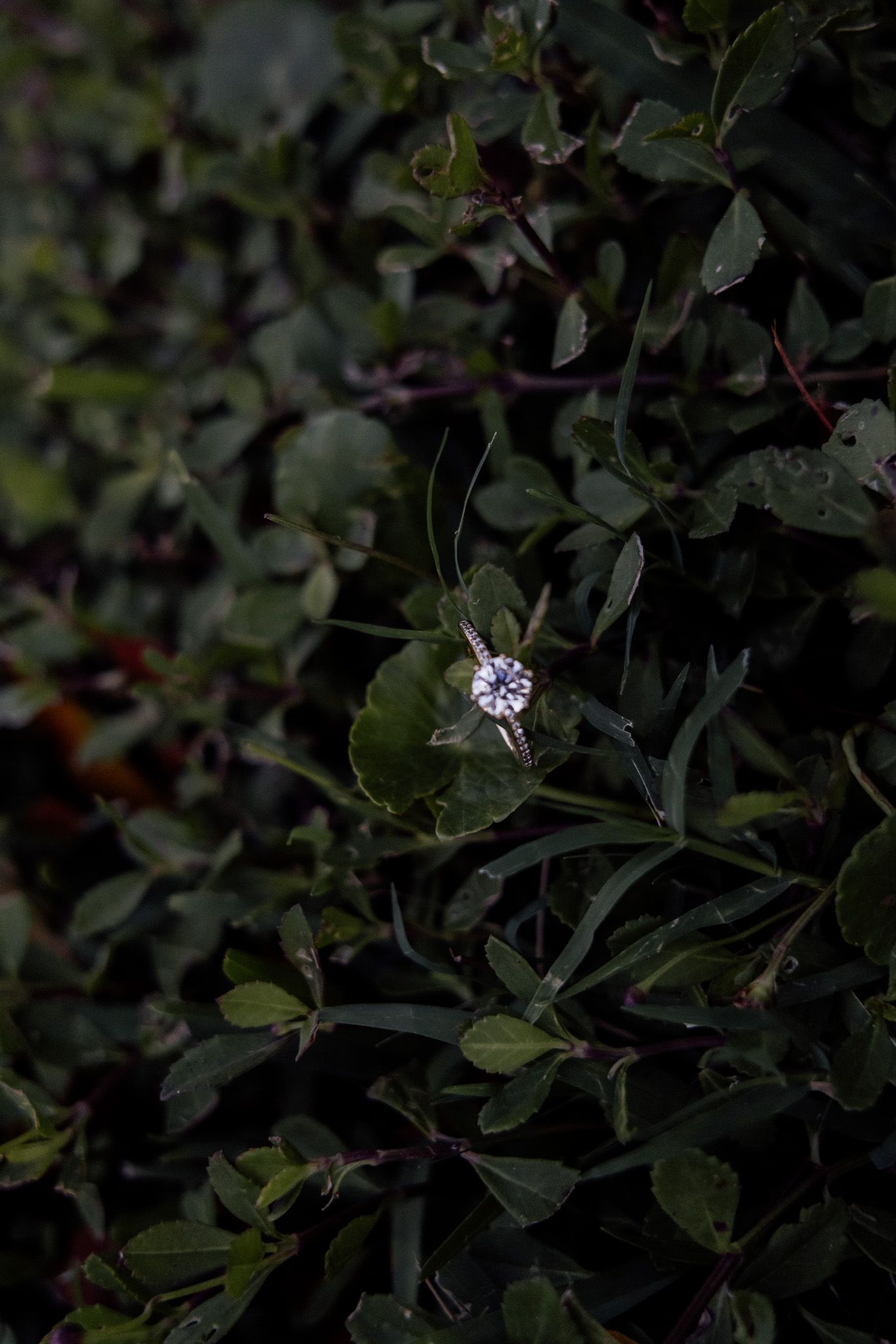 Sparkling diamond engagement ring balanced on green leaves in dark moody outdoor garden setting.