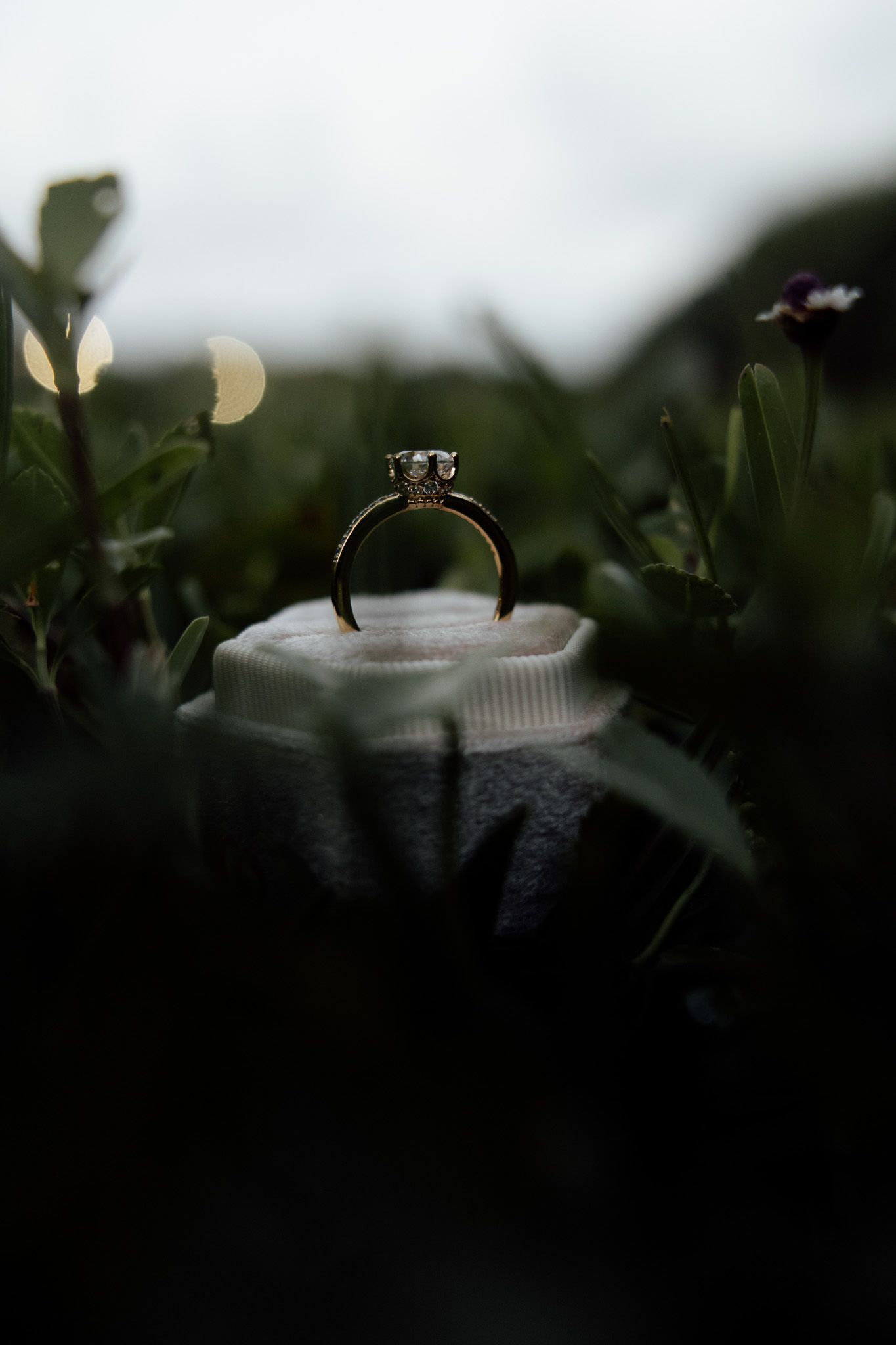 Diamond engagement ring displayed in white velvet box surrounded by lush green foliage in moody outdoor setting.
