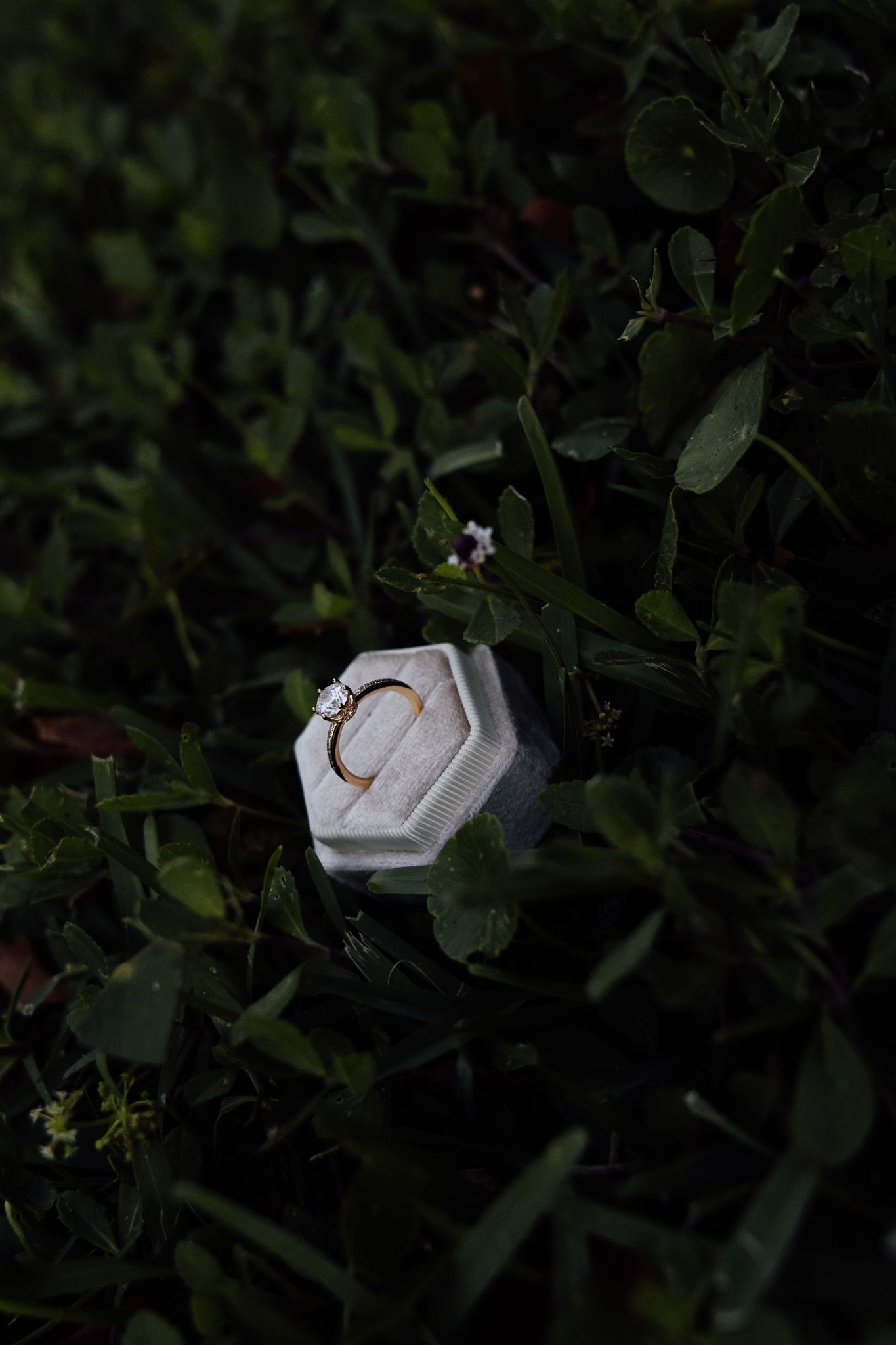 Gold diamond engagement ring resting in hexagonal white velvet box placed among dark green garden plants.