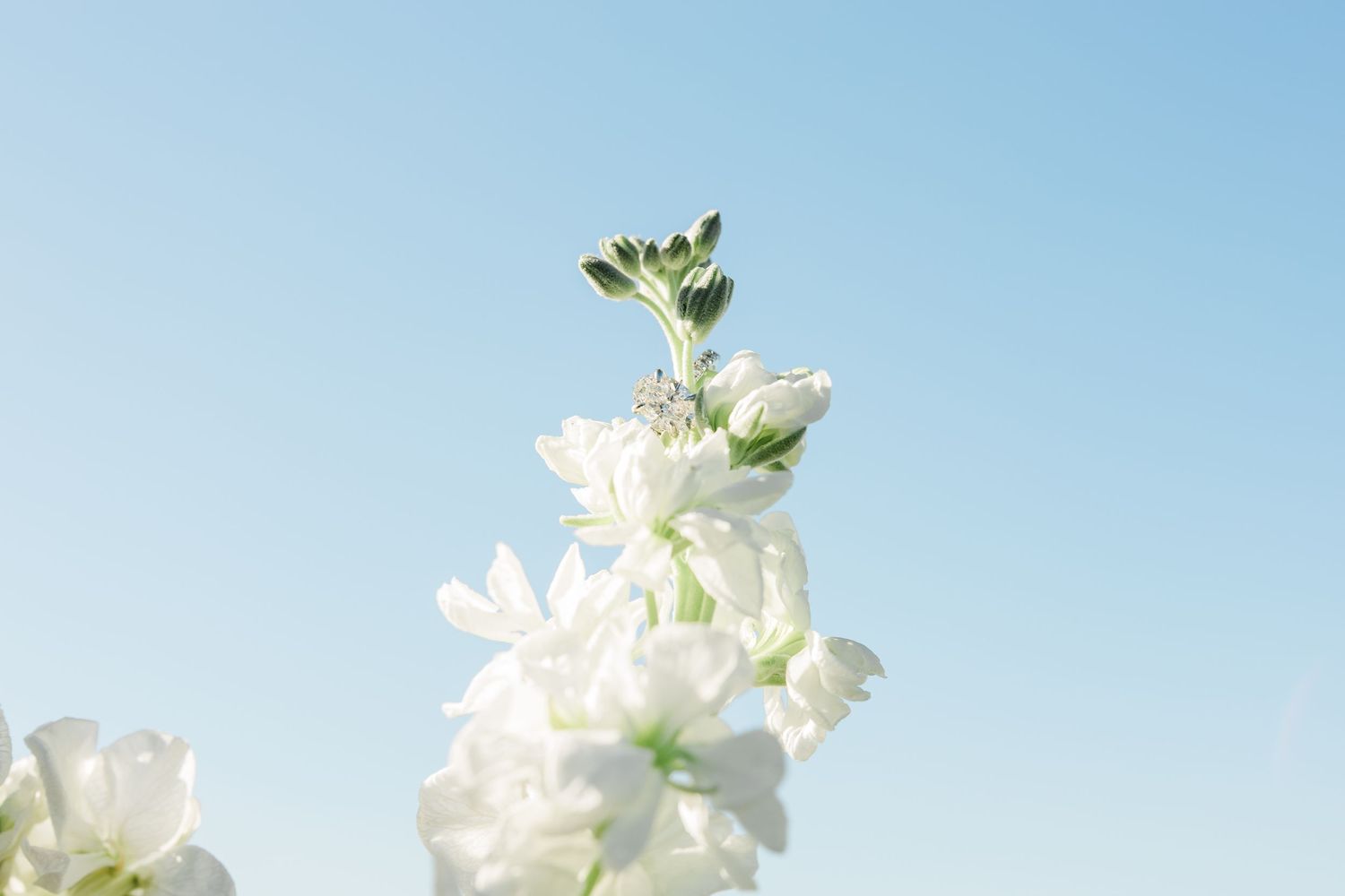 Delicate white cherry blossoms bloom against a bright blue spring sky.