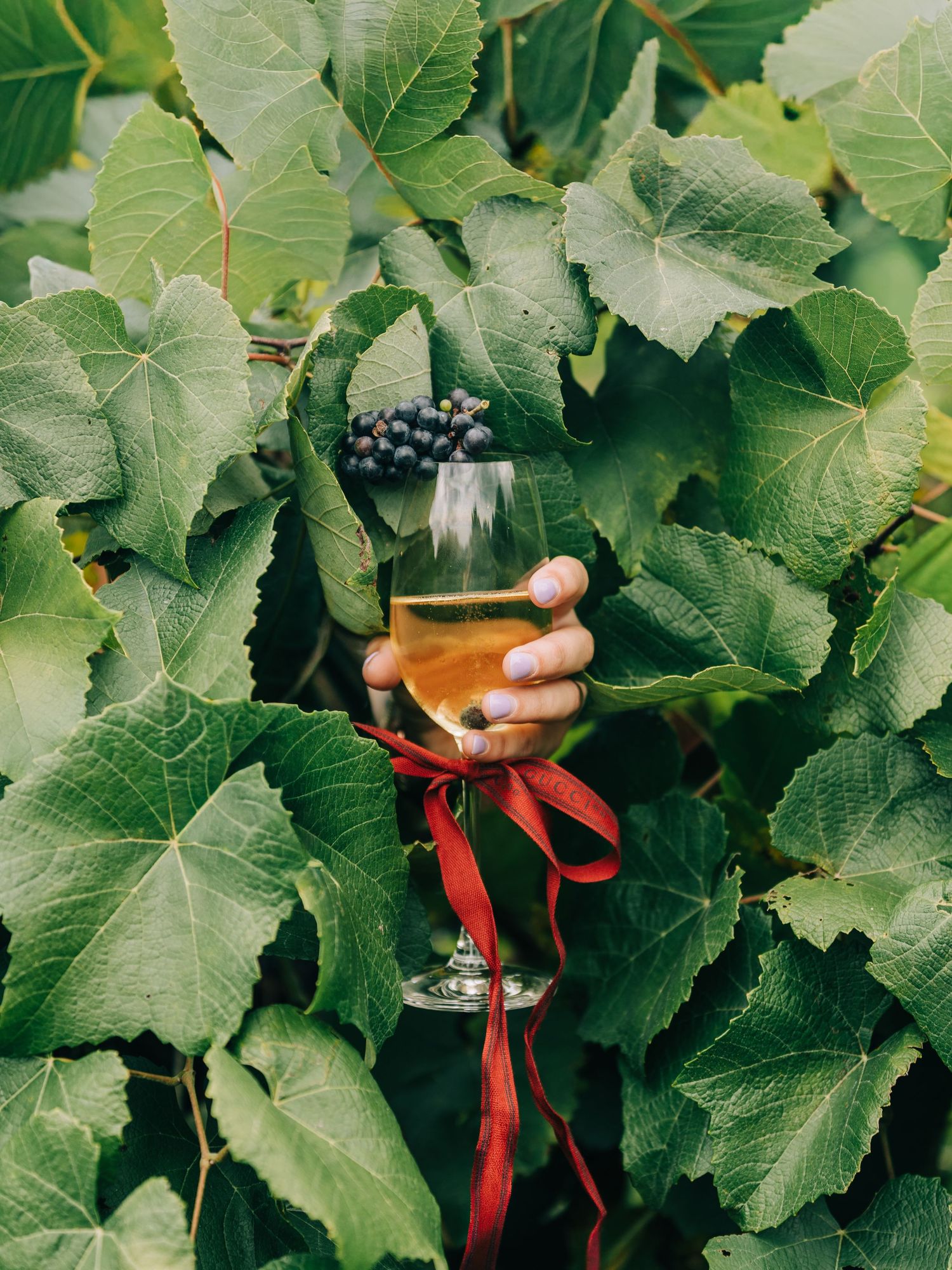 A wine glass adorned with a red ribbon sits nestled among lush green grapevines in a vineyard setting.