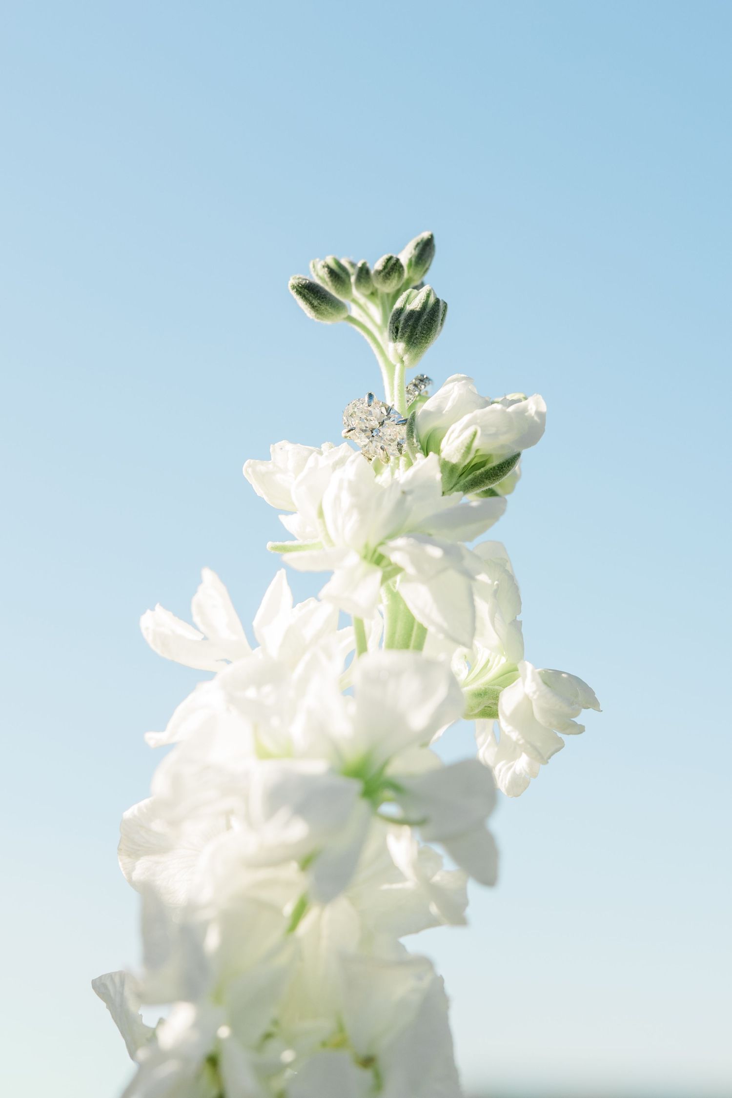 Delicate white stock flowers blooming against a soft blue sky background.