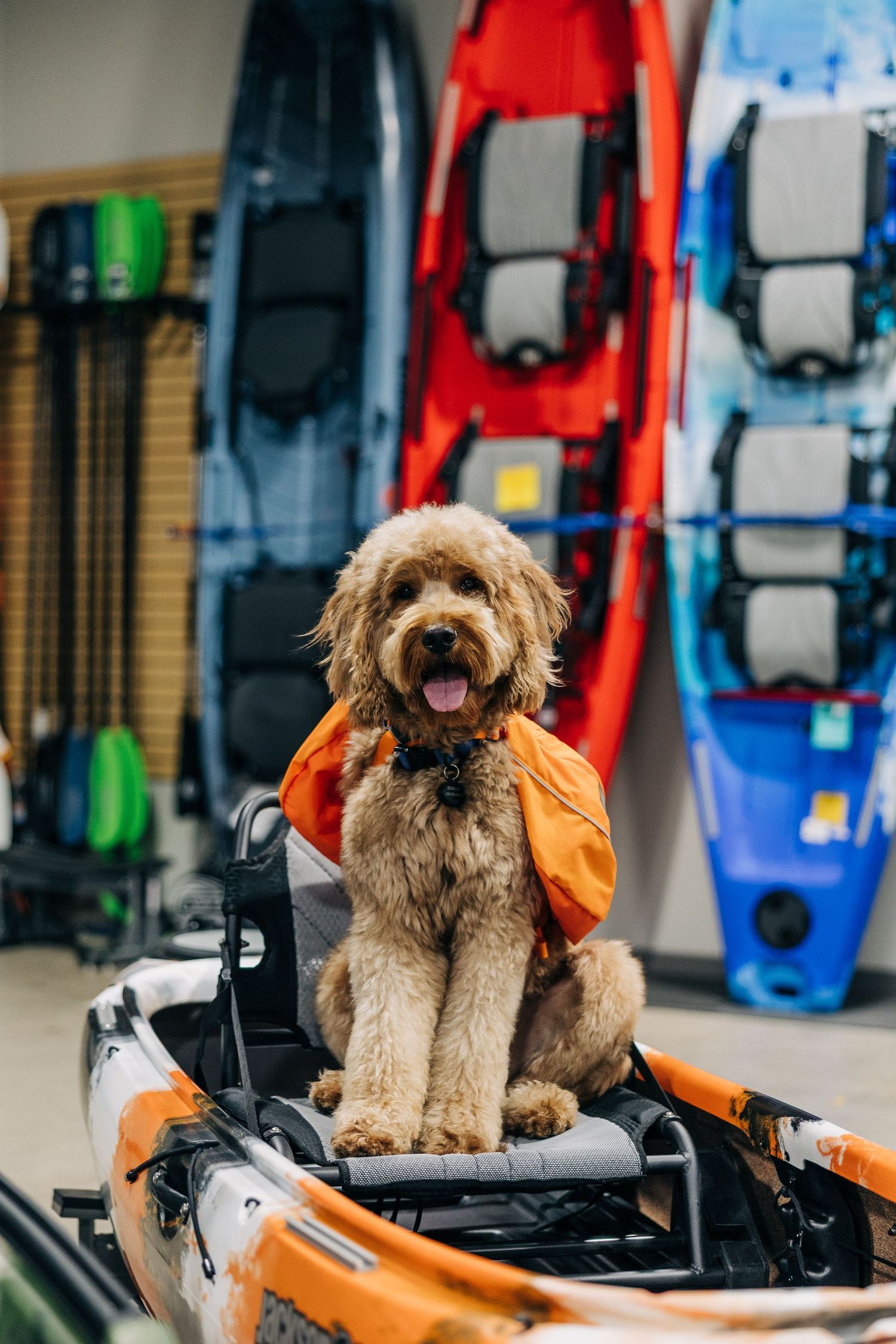 A fluffy goldendoodle wearing an orange life jacket sits in a kayak inside a sporting goods store.
