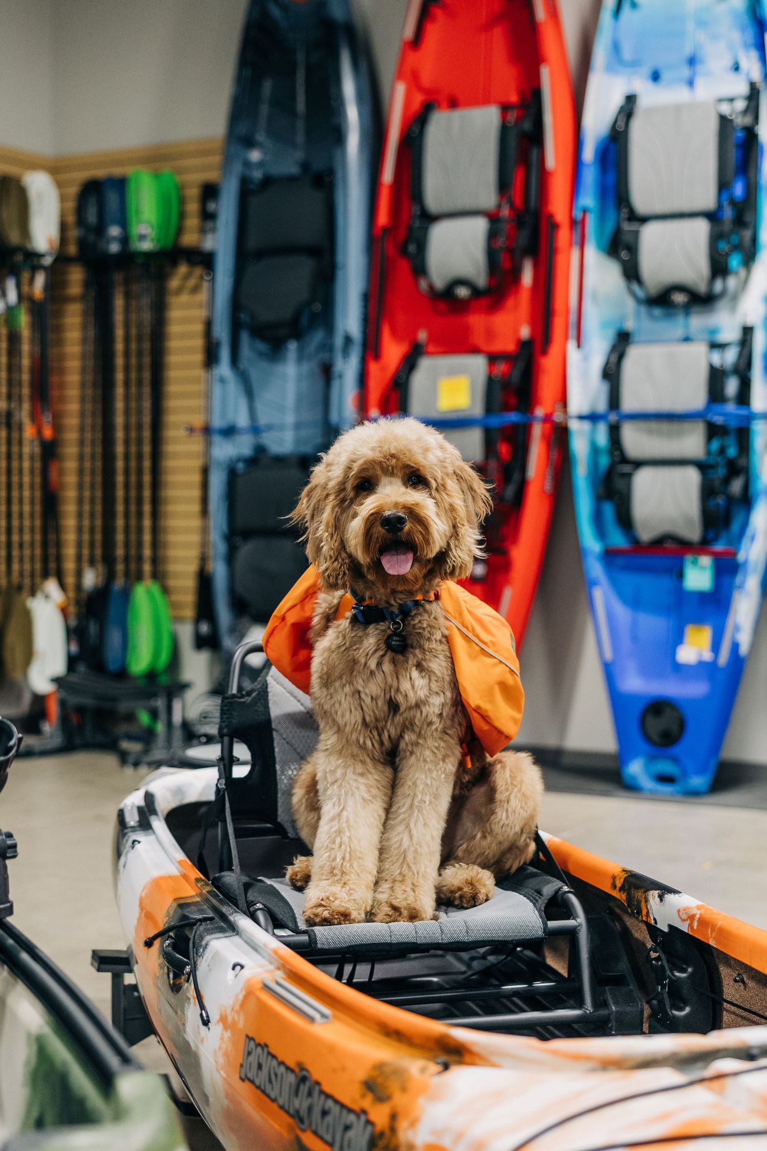 A fluffy golden doodle wearing an orange life vest sits in a kayak inside a sporting goods store with colorful kayaks displayed behind.