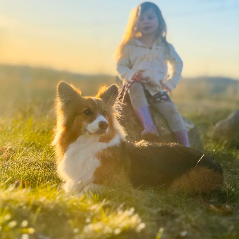 A fluffy Papillon dog rests in sunlit grass during golden hour while being walked on a leash in a field.