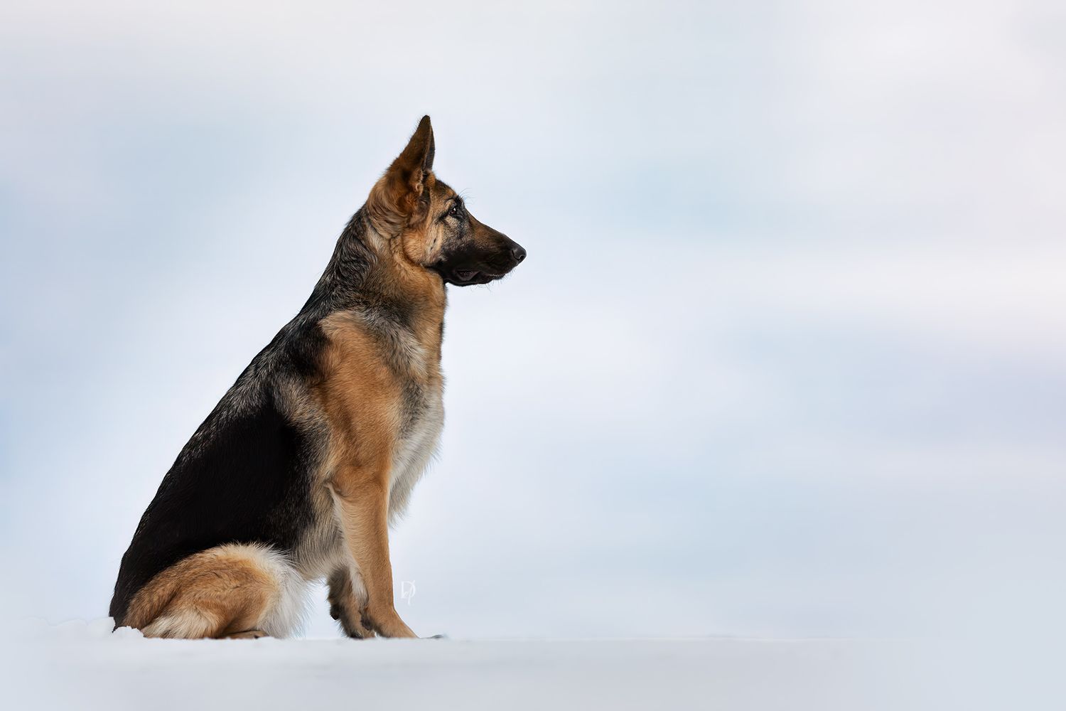 A majestic German Shepherd dog sitting upright in white snow against a pale blue winter sky.