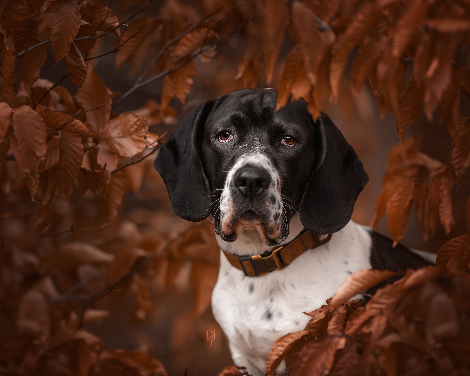 Black and white pointer dog surrounded by autumn red-brown leaves, wearing a brown collar, looking directly at camera.