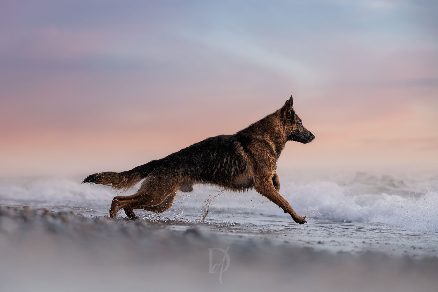 A wet German Shepherd dog runs energetically along a beach shoreline at sunset with colorful pastel skies.