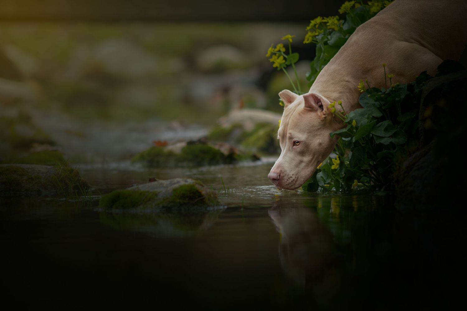 A Weimaraner dog drinks from a serene pond surrounded by green foliage in atmospheric lighting.