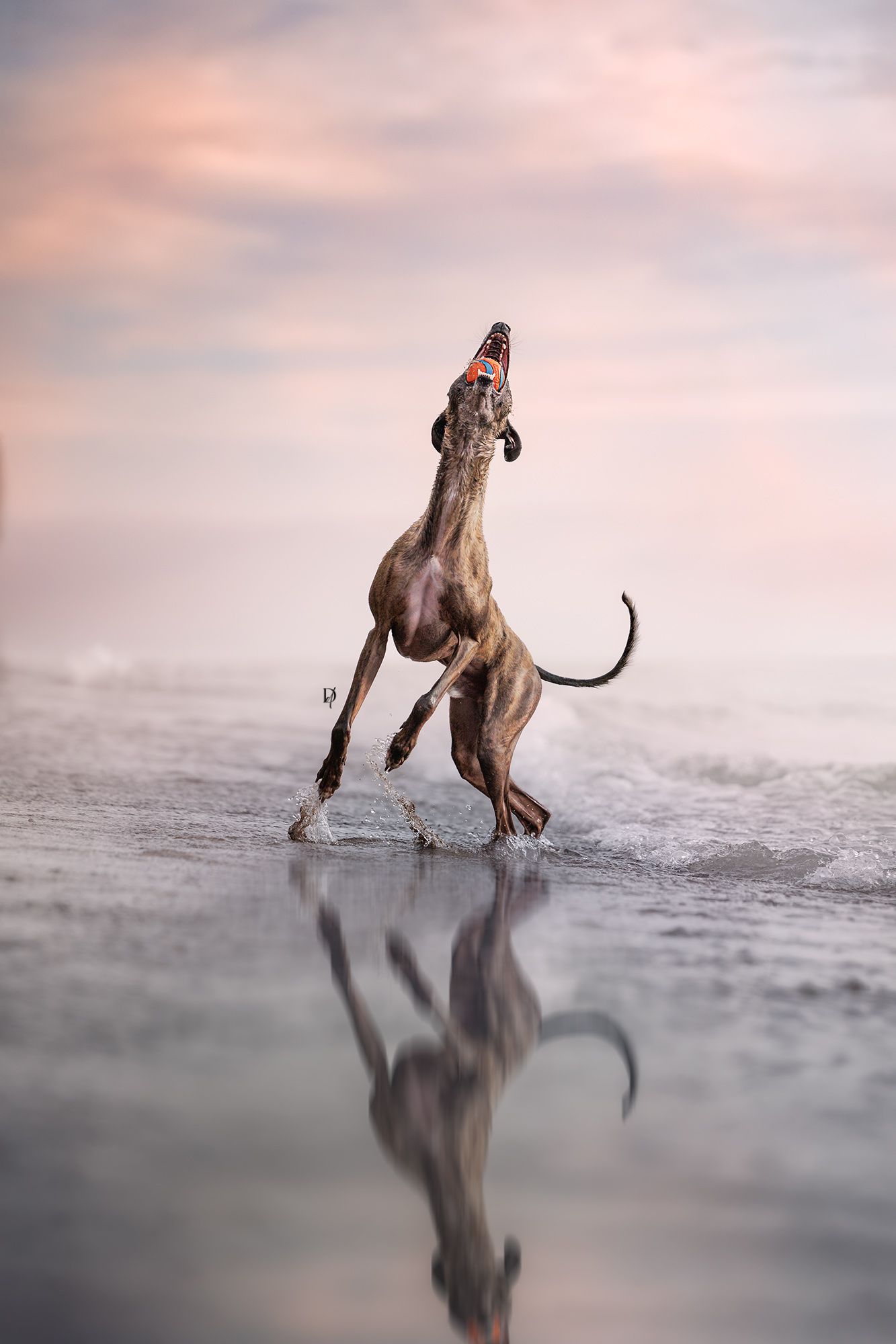A sleek greyhound dog rearing up on hind legs at the beach shoreline with a pink sunset sky reflected on wet sand.