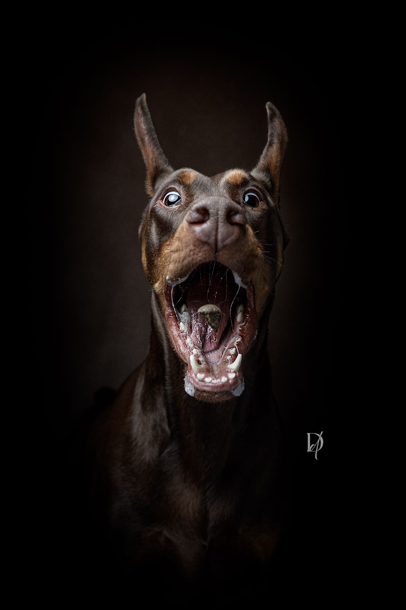 A series of dramatic close-up portraits of a brown Doberman dog's face showing various expressions against a dark background.