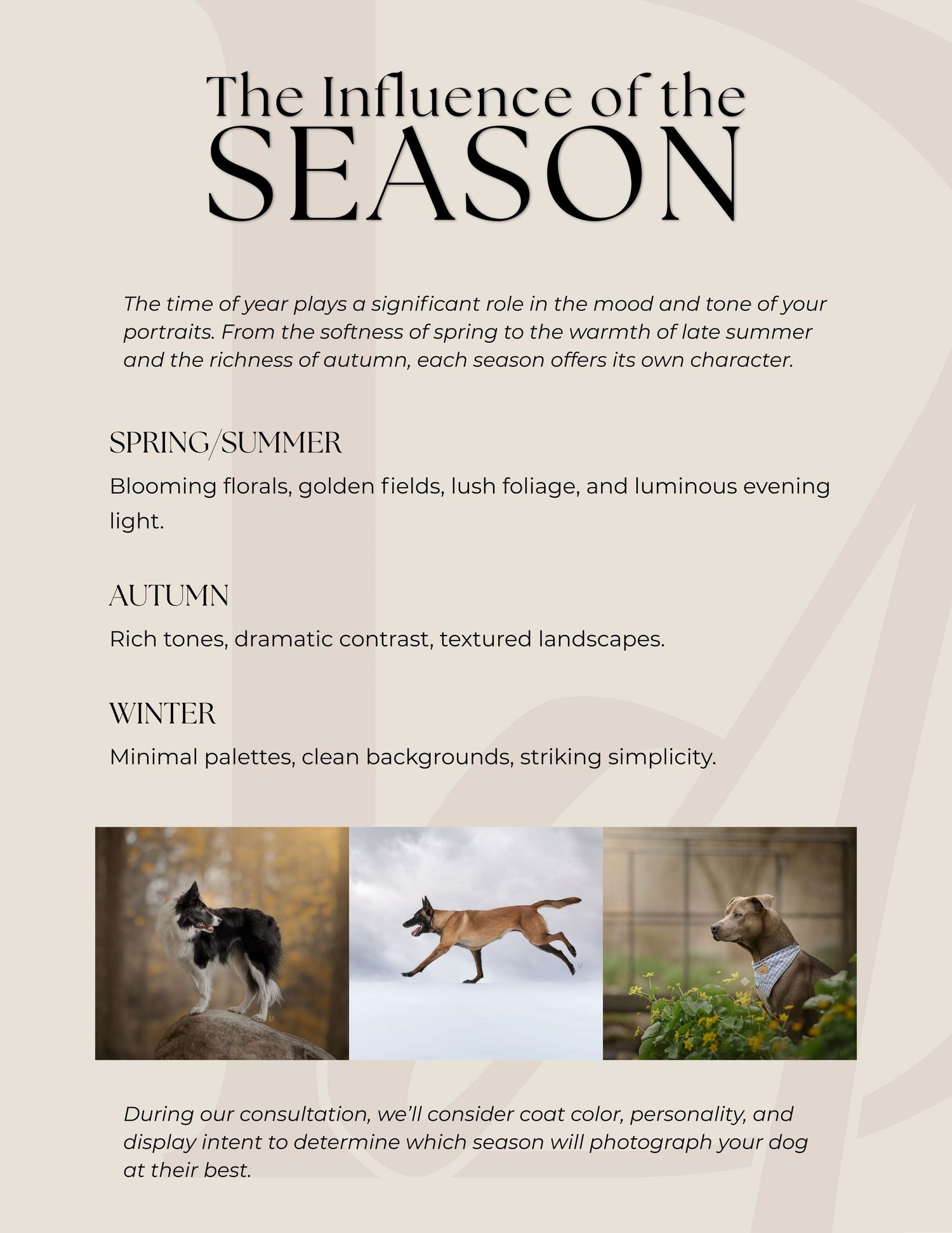 Professional pet photography advertisement showing seasonal outdoor photos of dogs with text about lighting and timing.
