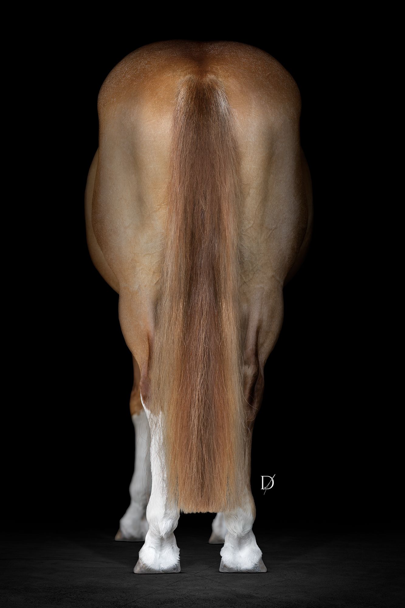 Rear view of a palomino horse with long flowing tail and white socks standing against black background.