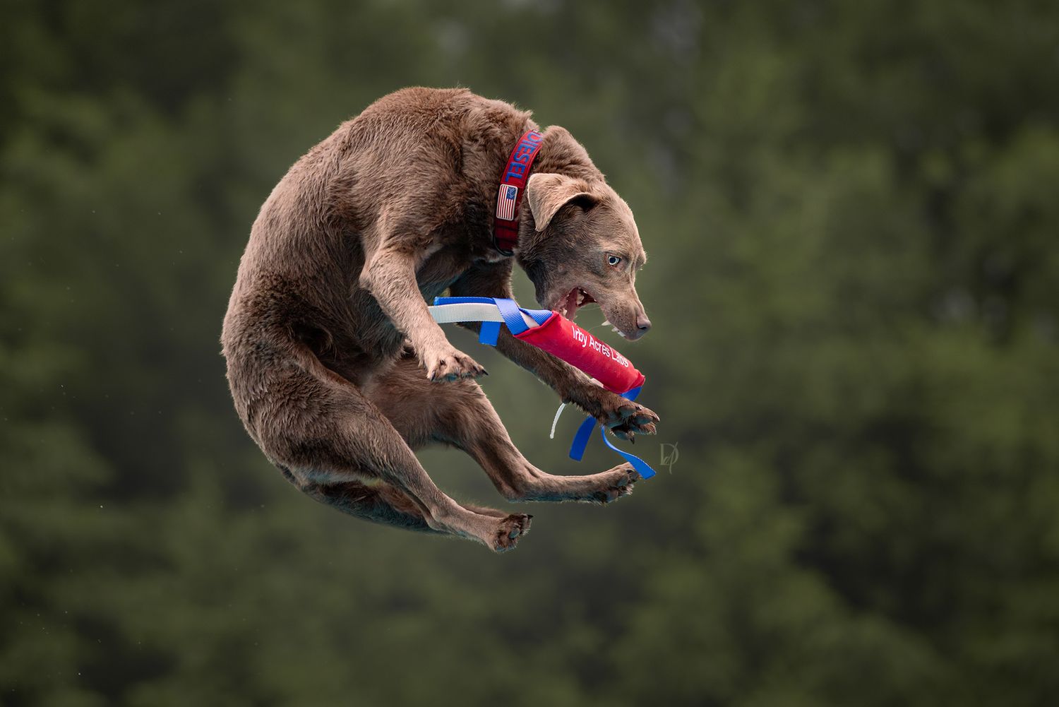 A brown bear leaping mid-air while catching a red toy, wearing a harness, with green trees in the background.