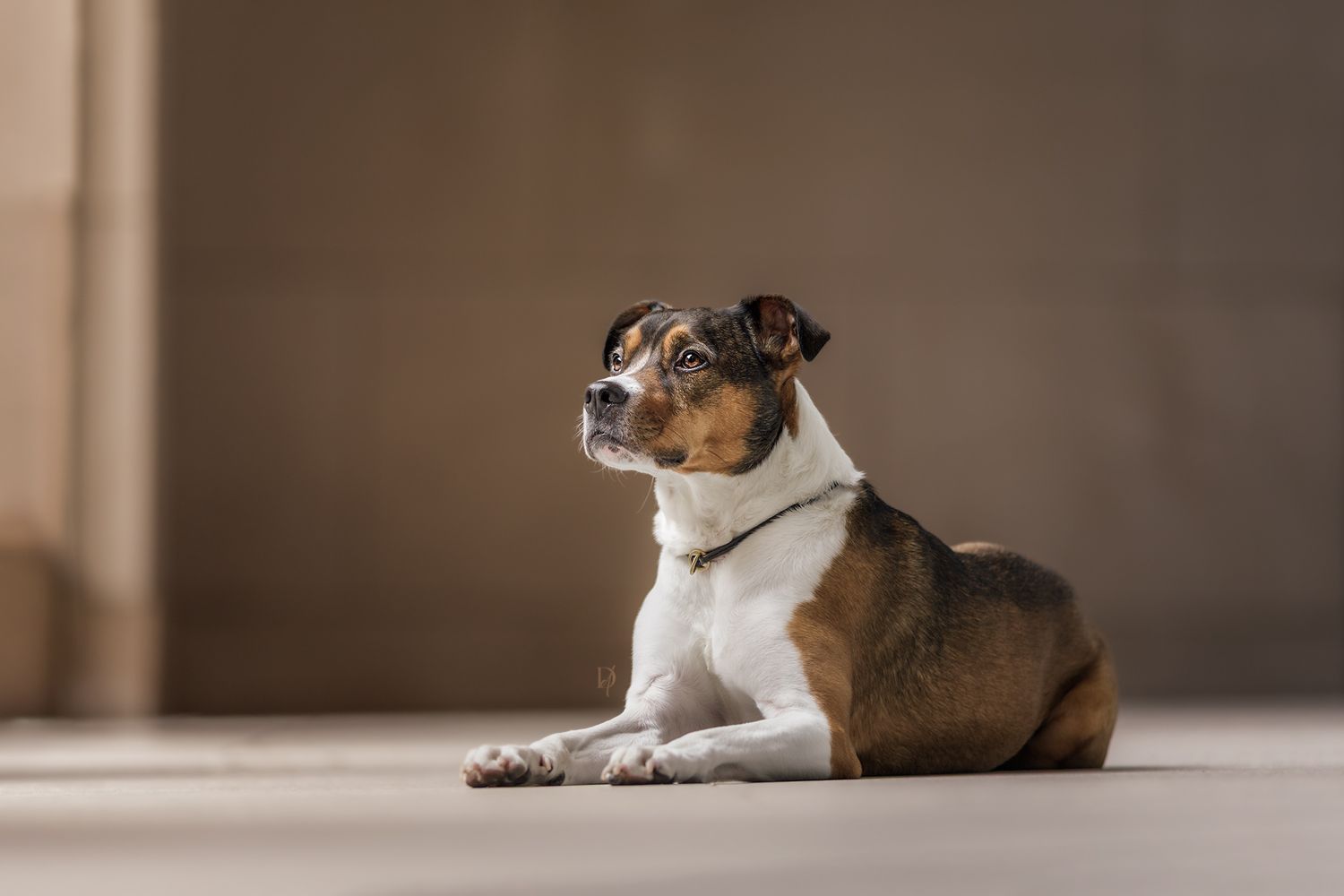 A brown and white Jack Russell Terrier dog lying on a floor, looking upward in a softly lit room.
