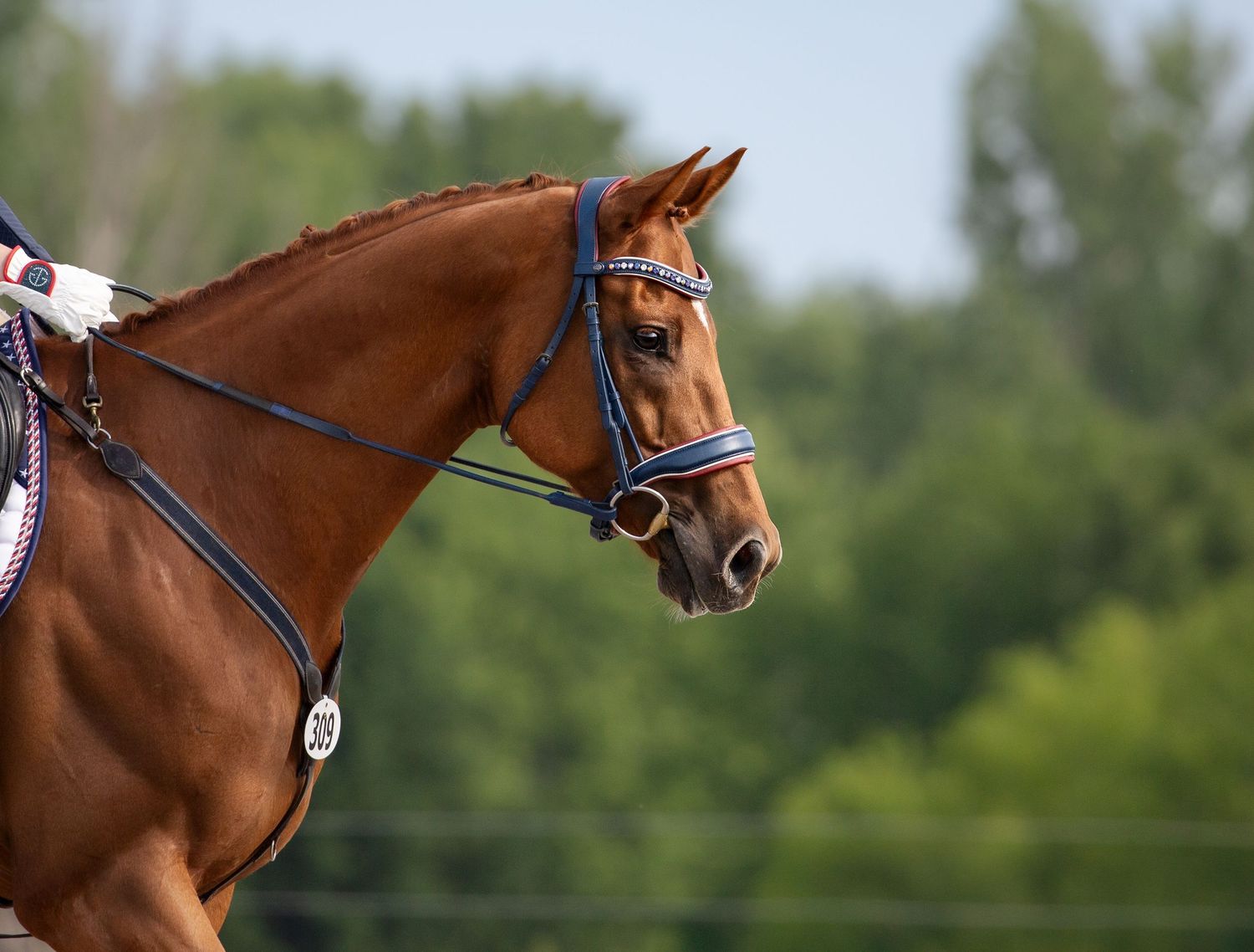 Profile view of a chestnut horse wearing an English bridle and reins during equestrian competition.
