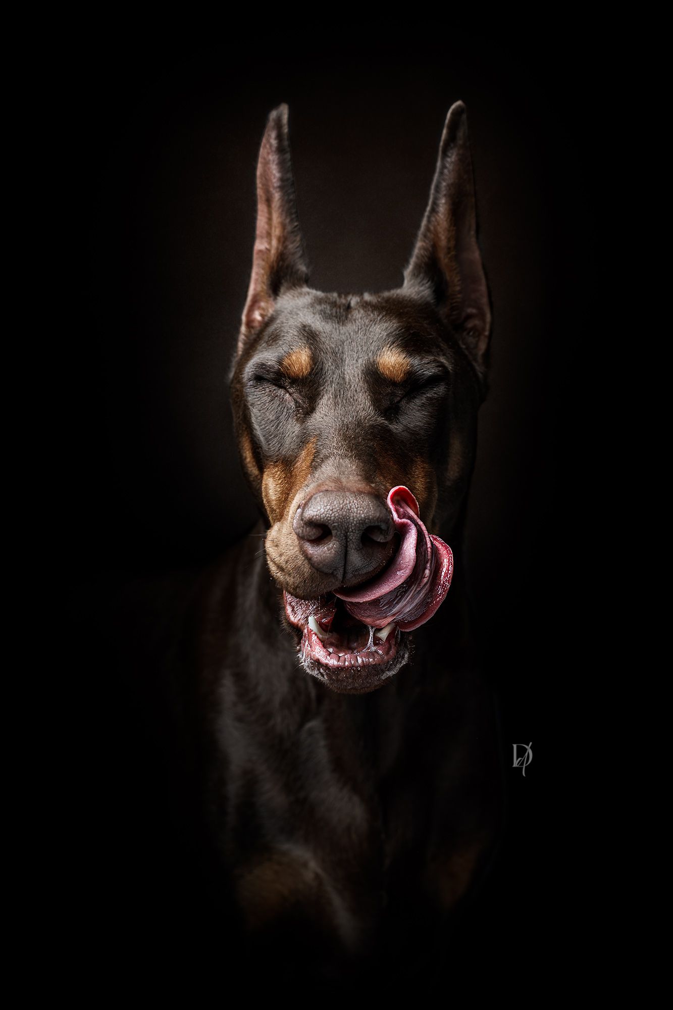 A series of dark moody portraits showing a black Doberman dog's face and expressions against a black background.