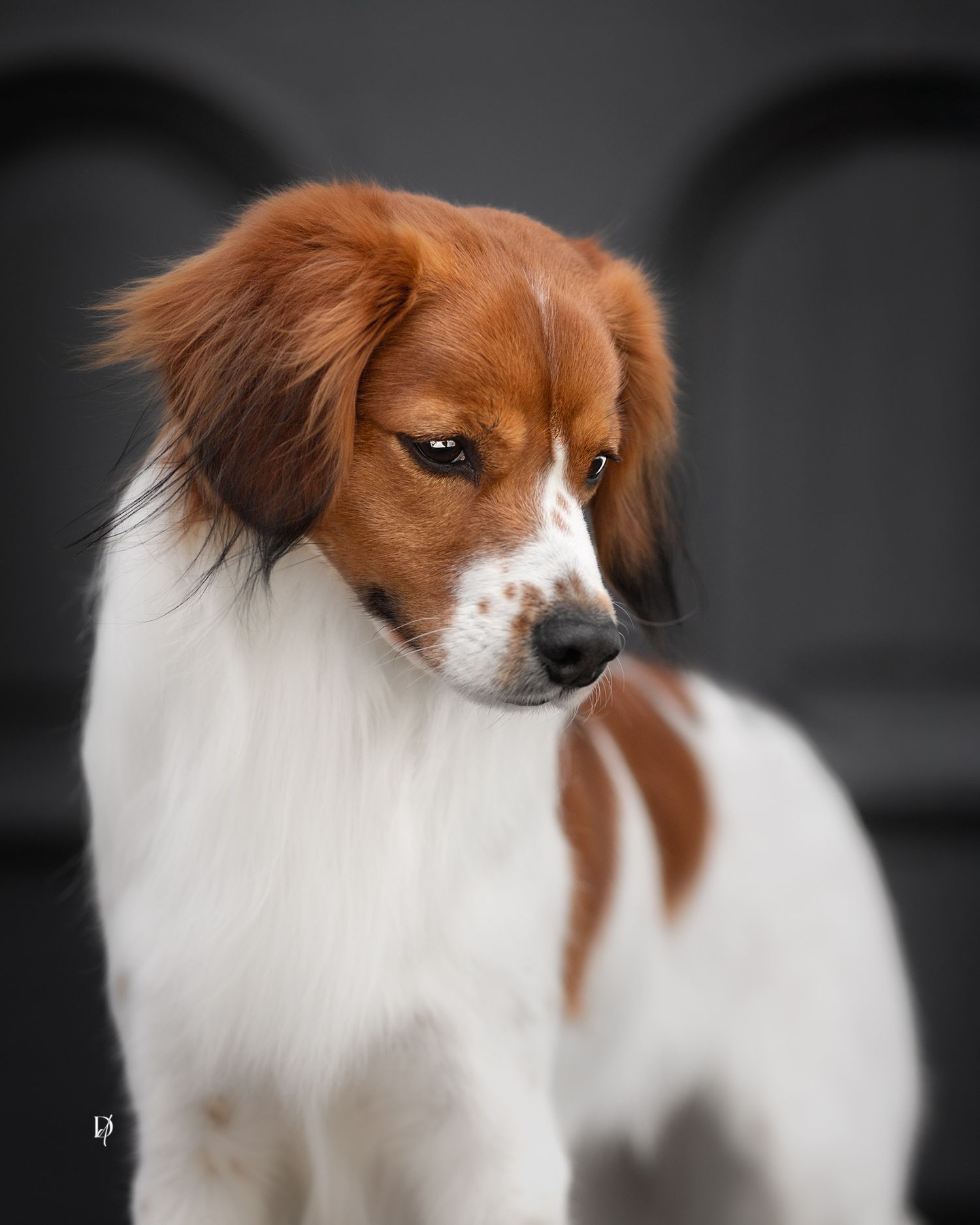 A beautiful Kooiker dog with white and reddish-brown fur poses elegantly against a dark gray background.