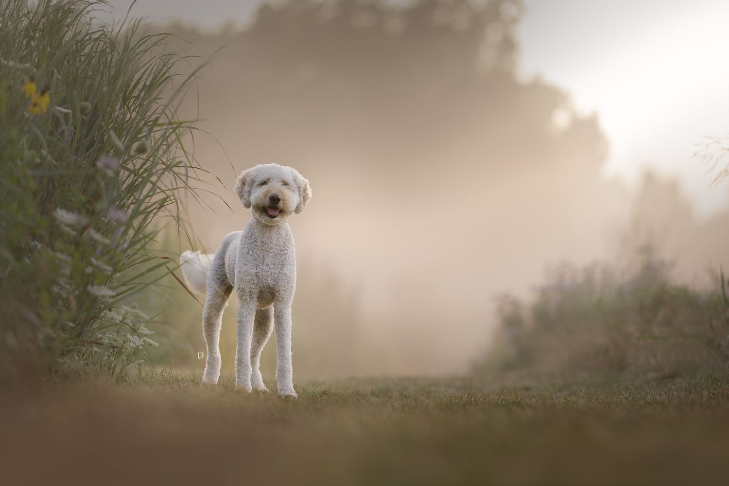 White poodle dog standing on grass in misty morning light surrounded by green plants and wildflowers.