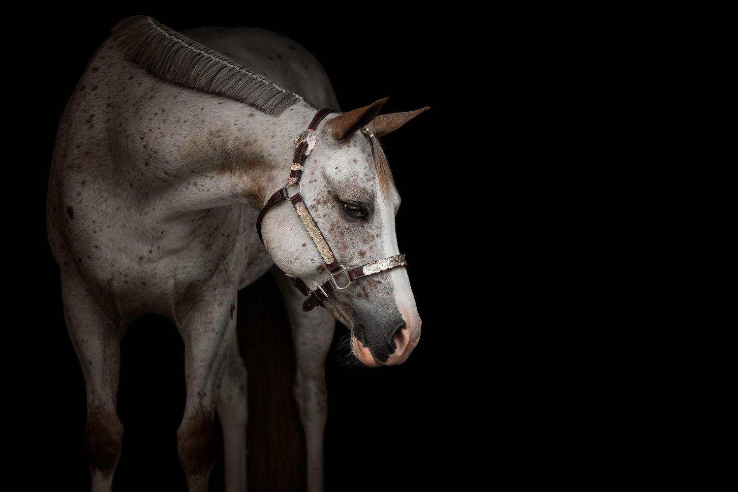 Dramatic side profile of a white horse against dark background with theatrical lighting effect.