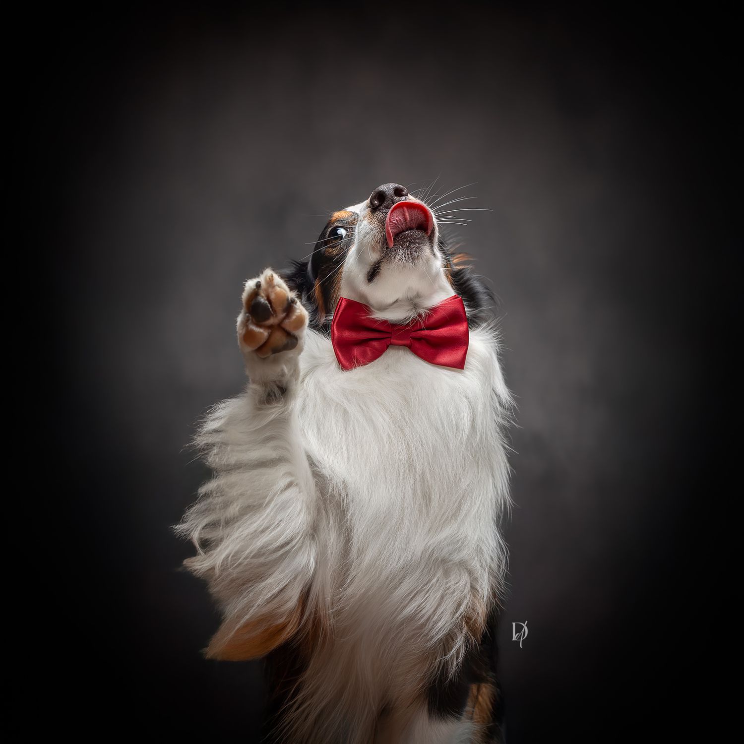 An Australian Shepherd dog wearing a red bow tie poses dramatically against a dark background with one paw raised.
