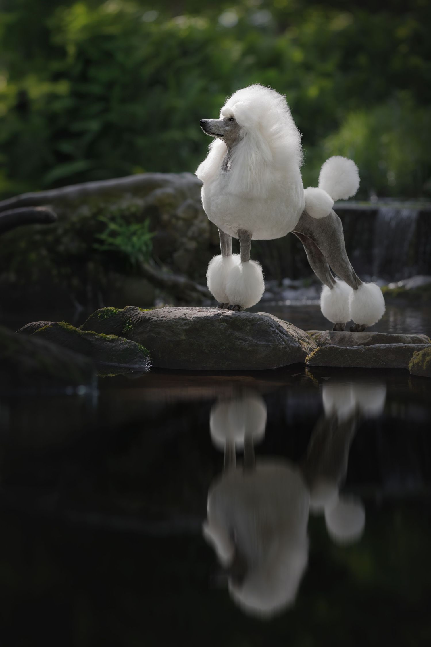 White standard poodle with show cut standing on rocks beside a still pond, reflecting in the dark water.