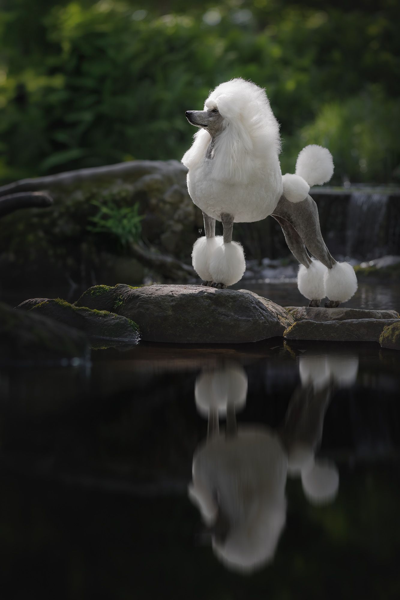 White standard poodle with show cut standing on rocks beside still water with reflection, green foliage background.