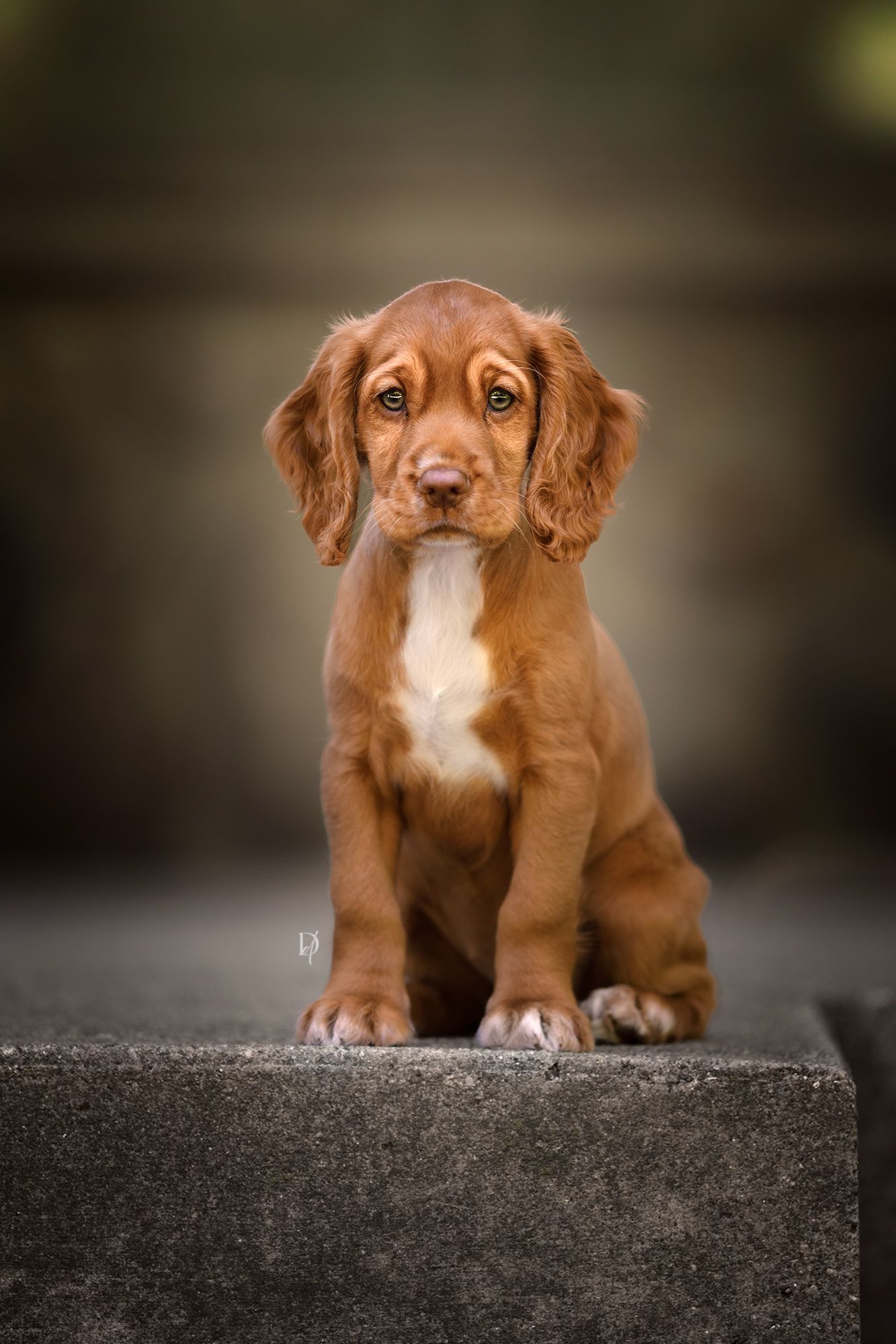 Adorable golden Cocker Spaniel puppy sitting on stone steps, gazing forward with soulful eyes and a white chest patch.