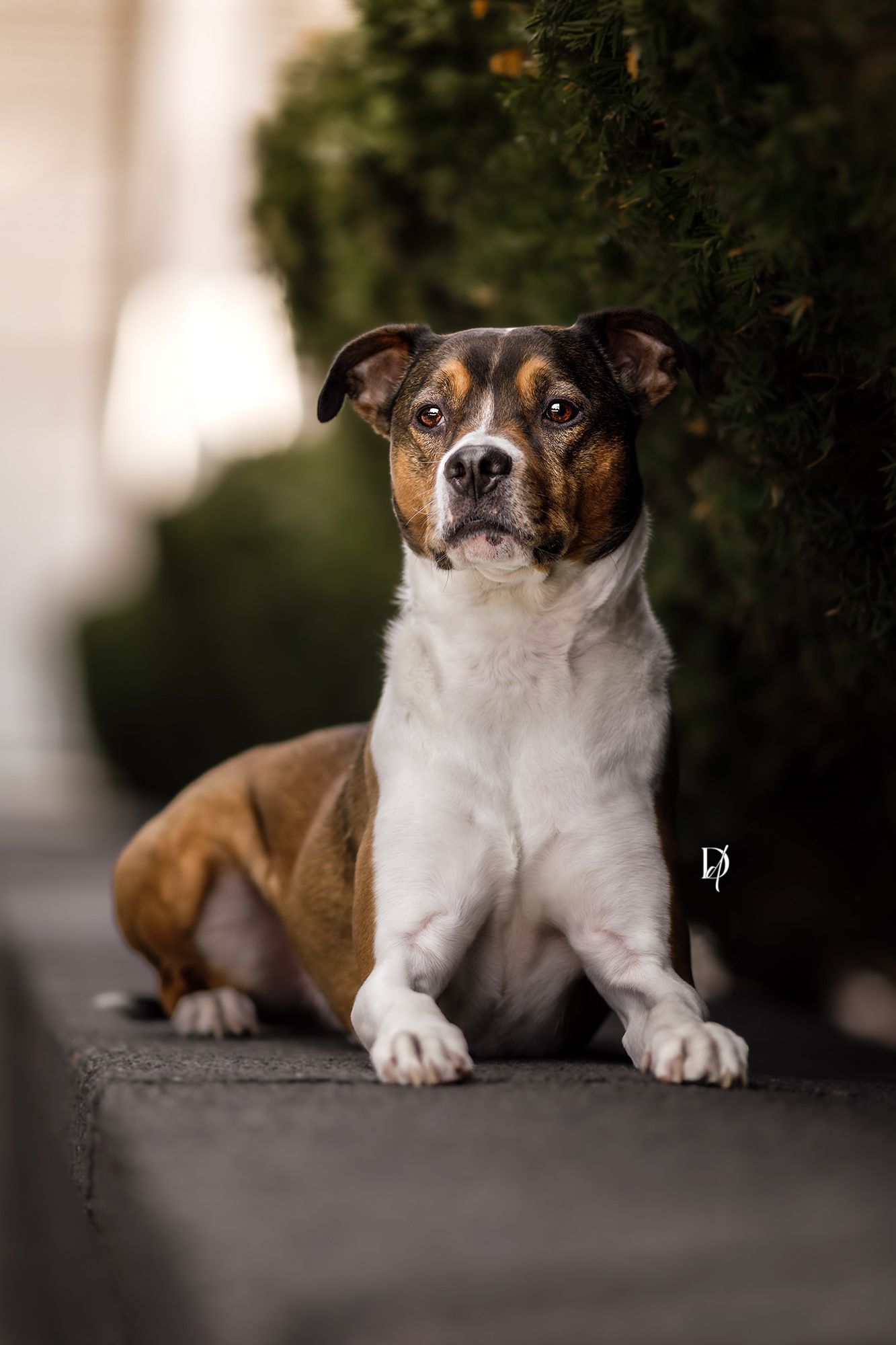 A brown and white Jack Russell terrier dog shown in a series of five similar poses against a dark background.