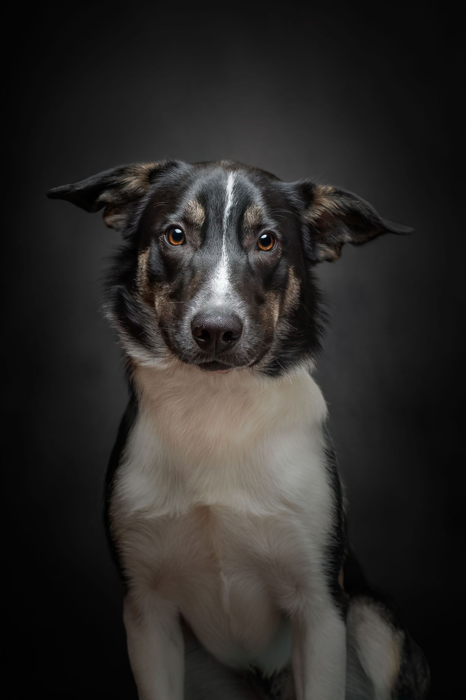 A black and white border collie dog poses for dramatic portrait photos against a dark background.