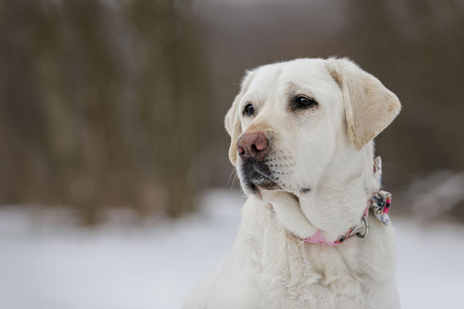 White Labrador Retriever in winter setting with soft focus background.