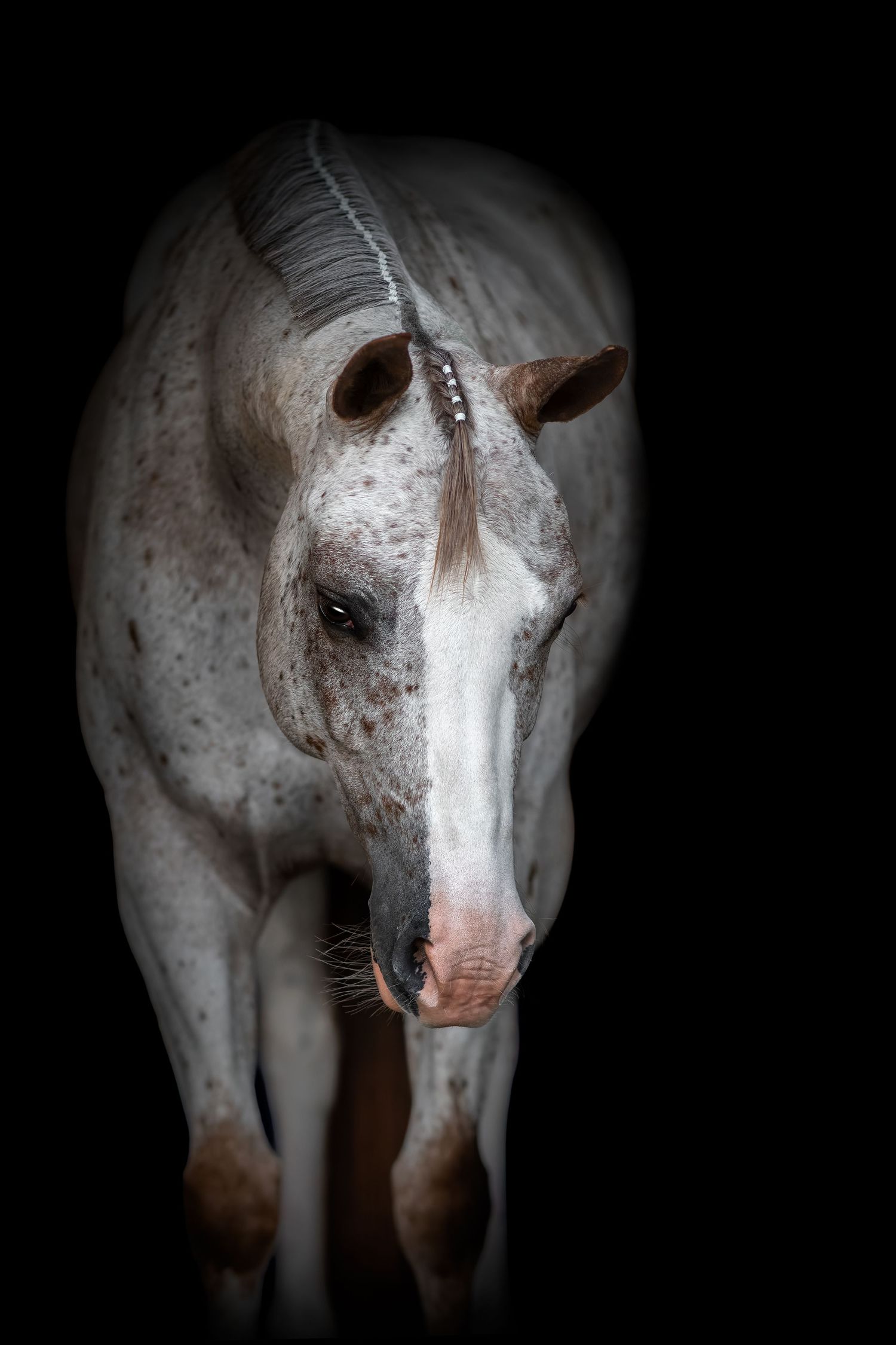 A white horse with brown markings photographed in a dramatic series of closeup shots against a dark background.