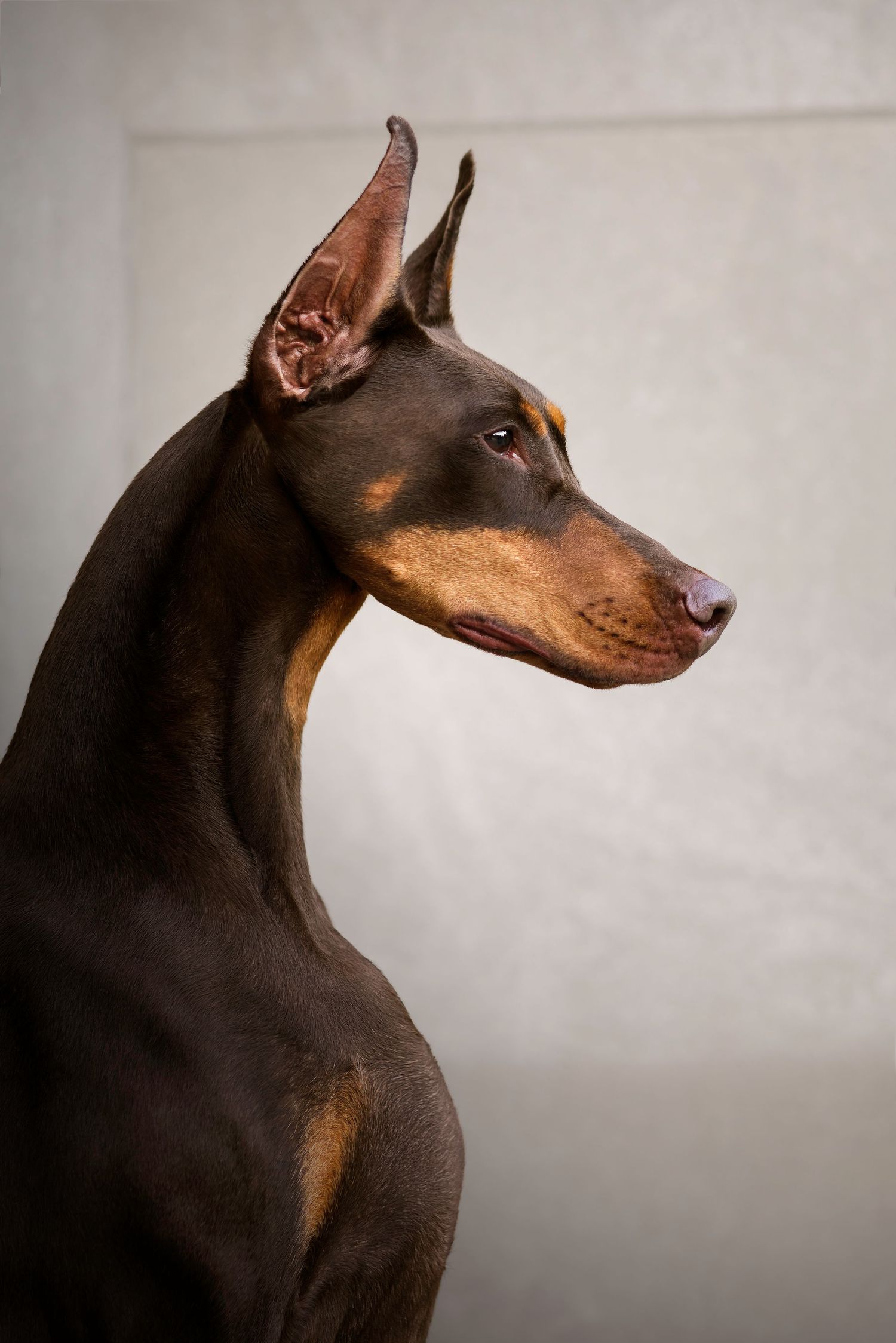 Artistic profile portraits of a Miniature Pinscher dog with dark brown coat against a light gray background.
